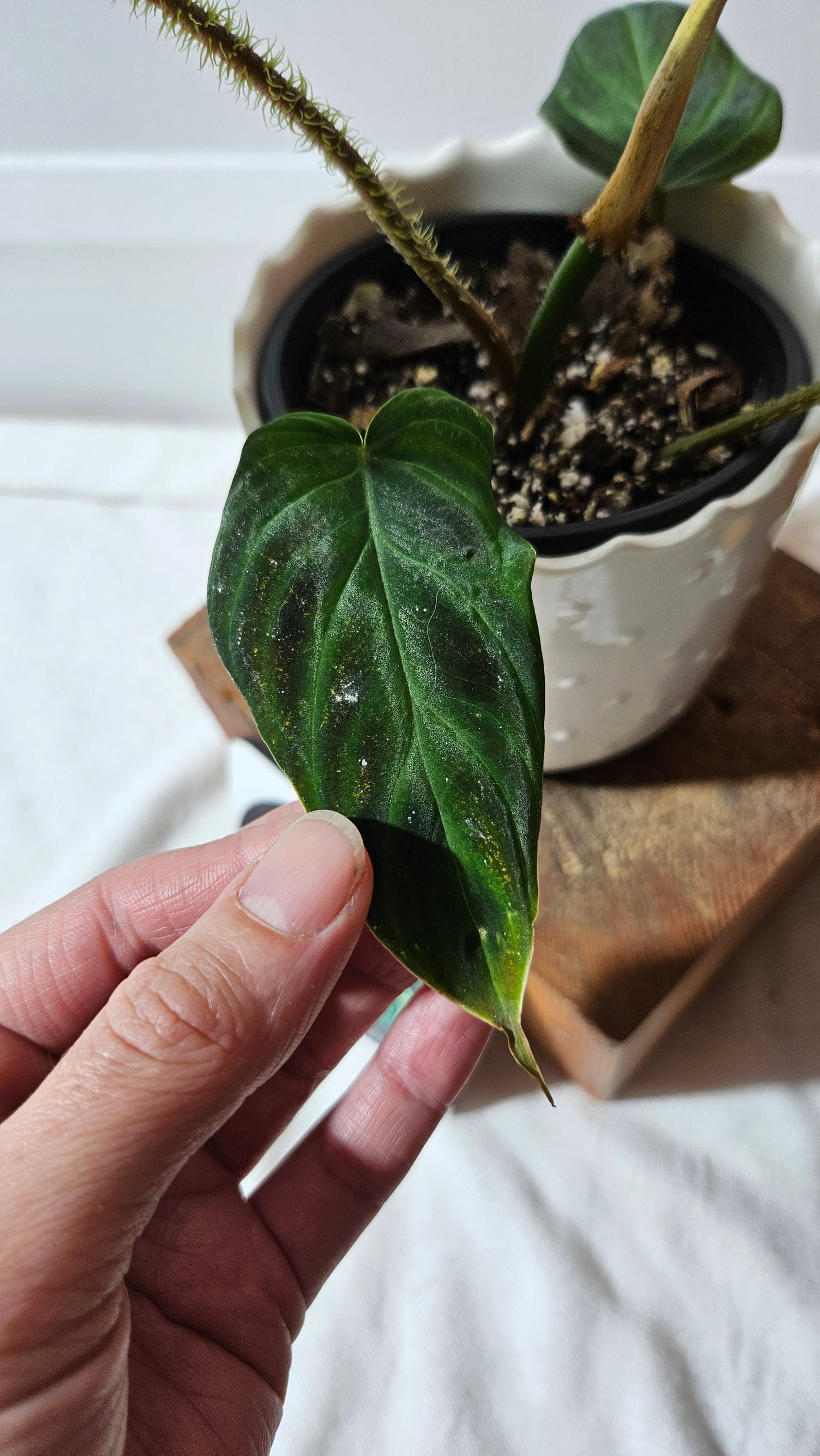 Philodendron Verrucosum Glow (PHI-809)