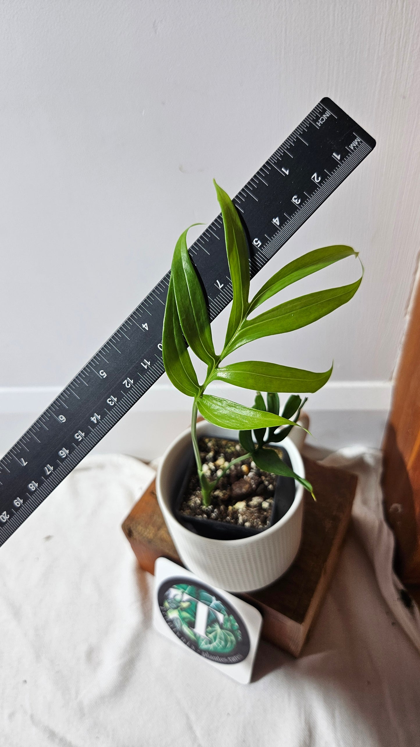 Monstera Subpinnata (MON-483)