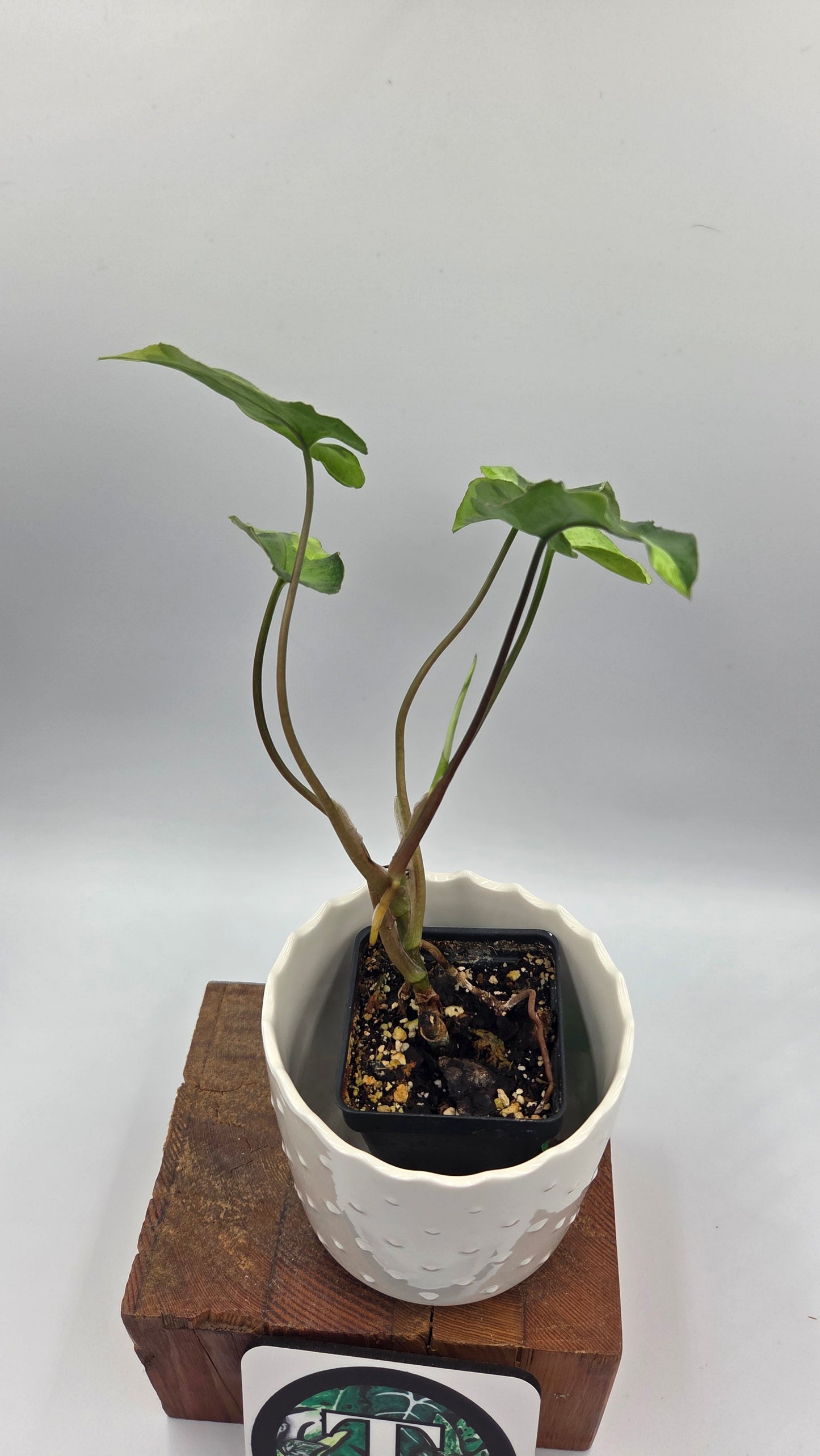 Syngonium Three kings (SYN-498)