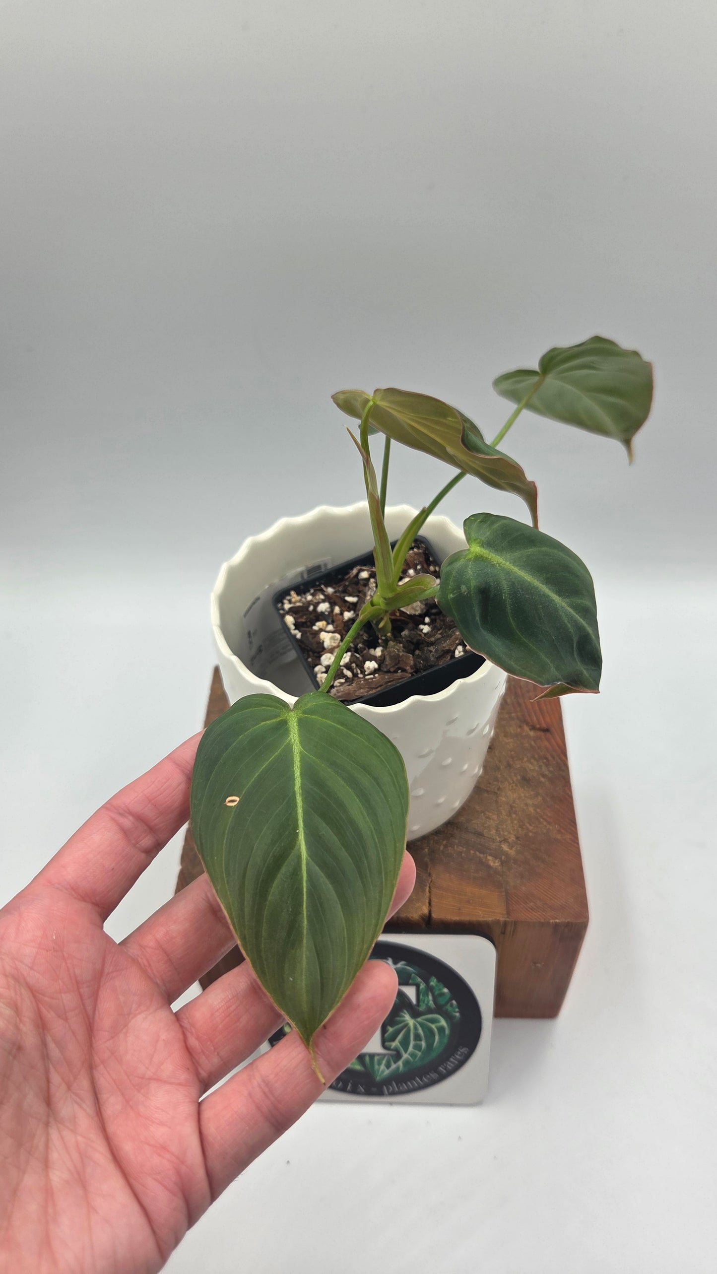 Philodendron Glorious (PHI-1038)