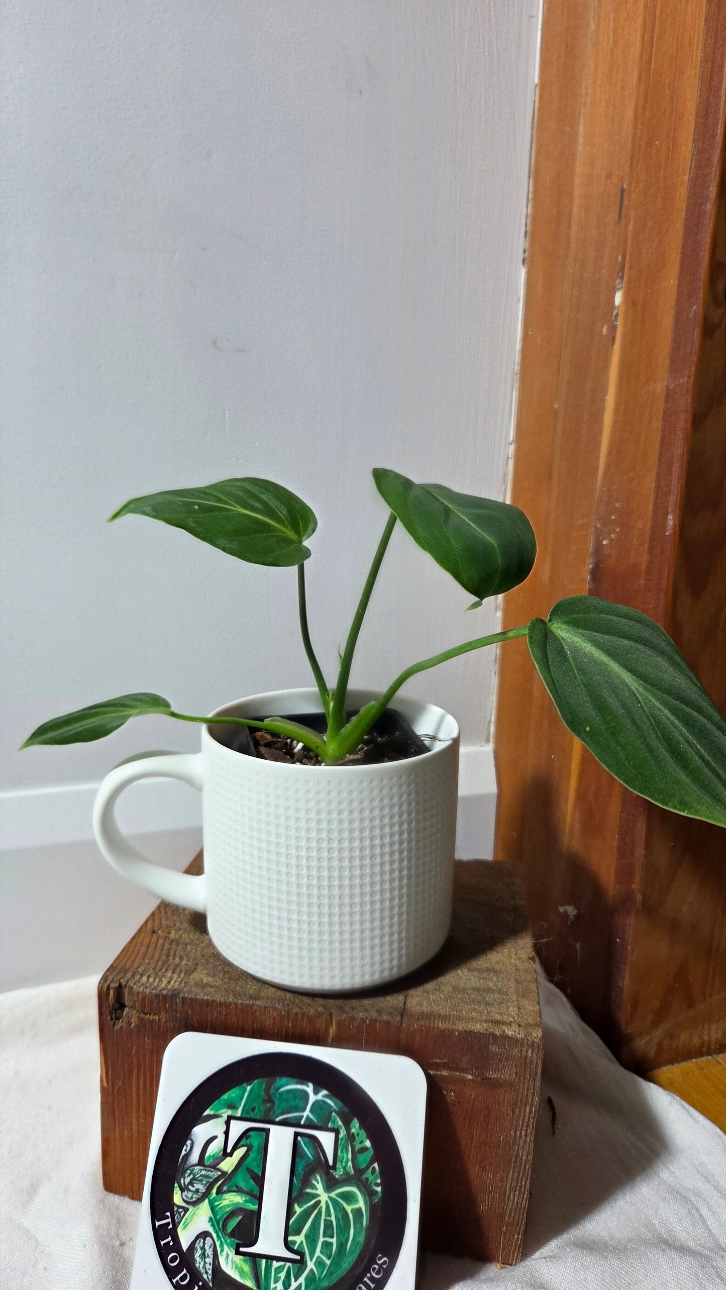 Philodendron Gloriosum x Plowmanii (PHI-1003)
