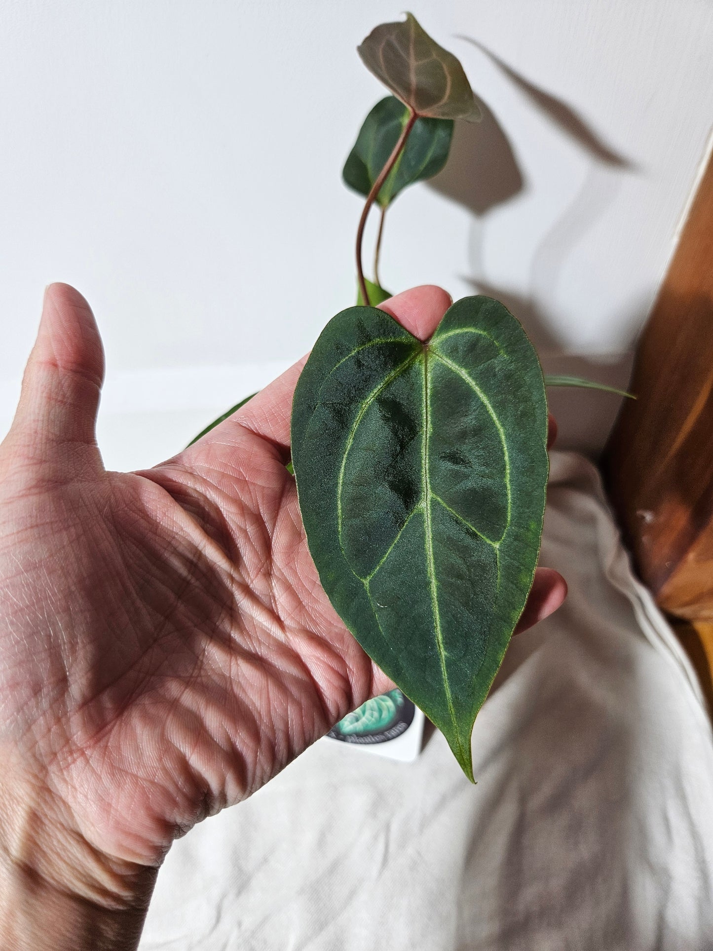 Anthurium Papillilaminum Red Sterm "format MOYEN" (ANT-112)