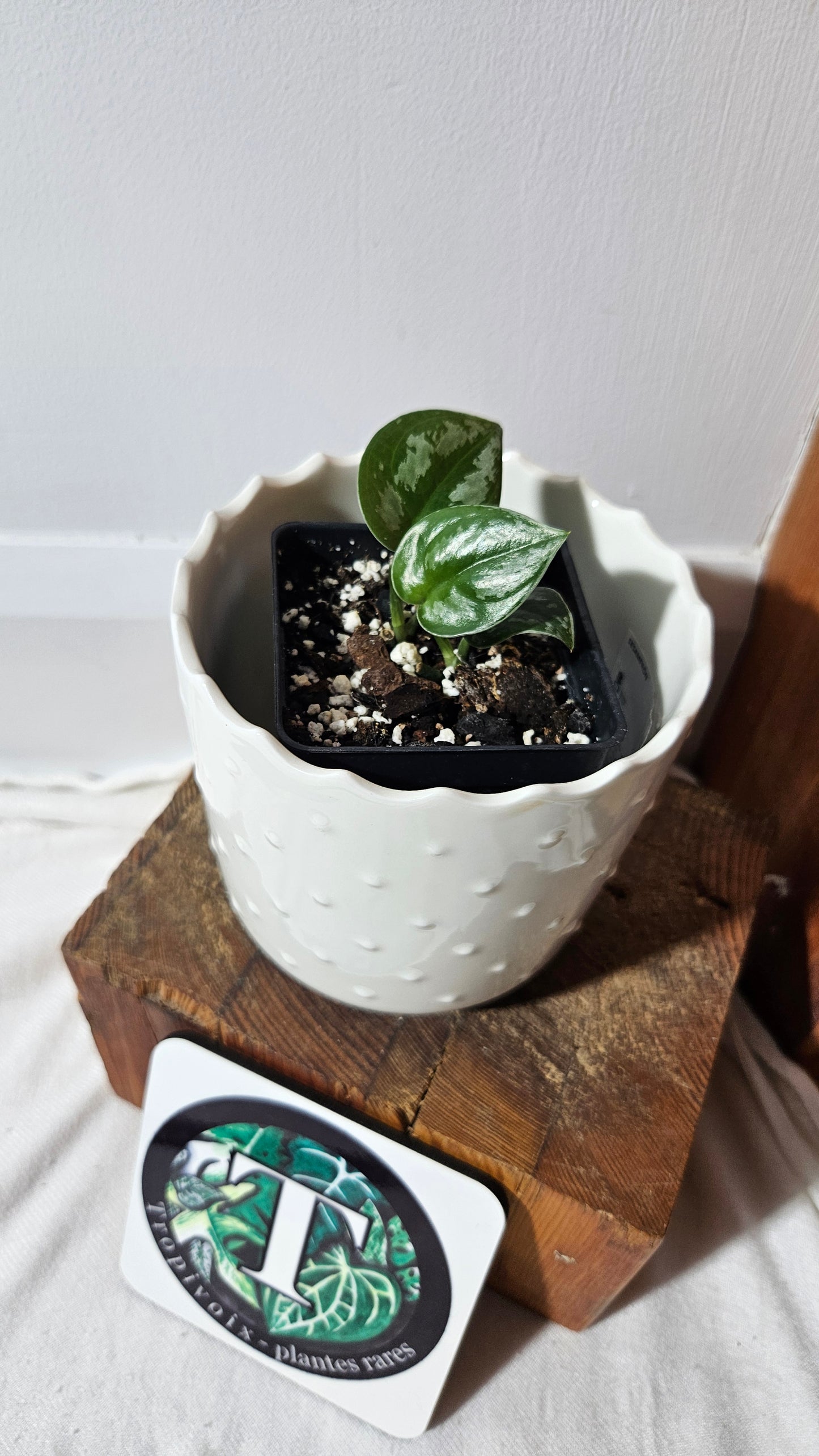 Scindapsus Dark Tricolore (SCI-1041)
