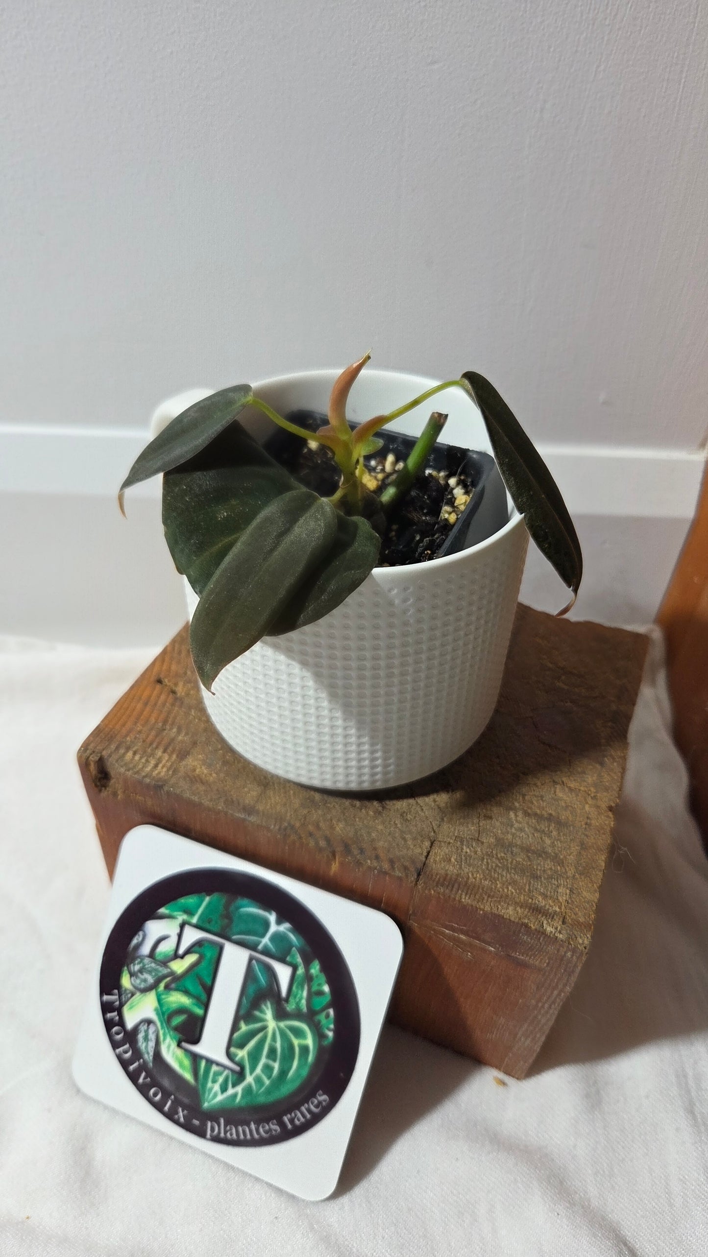 Philodendron Gigas (PHI-970)