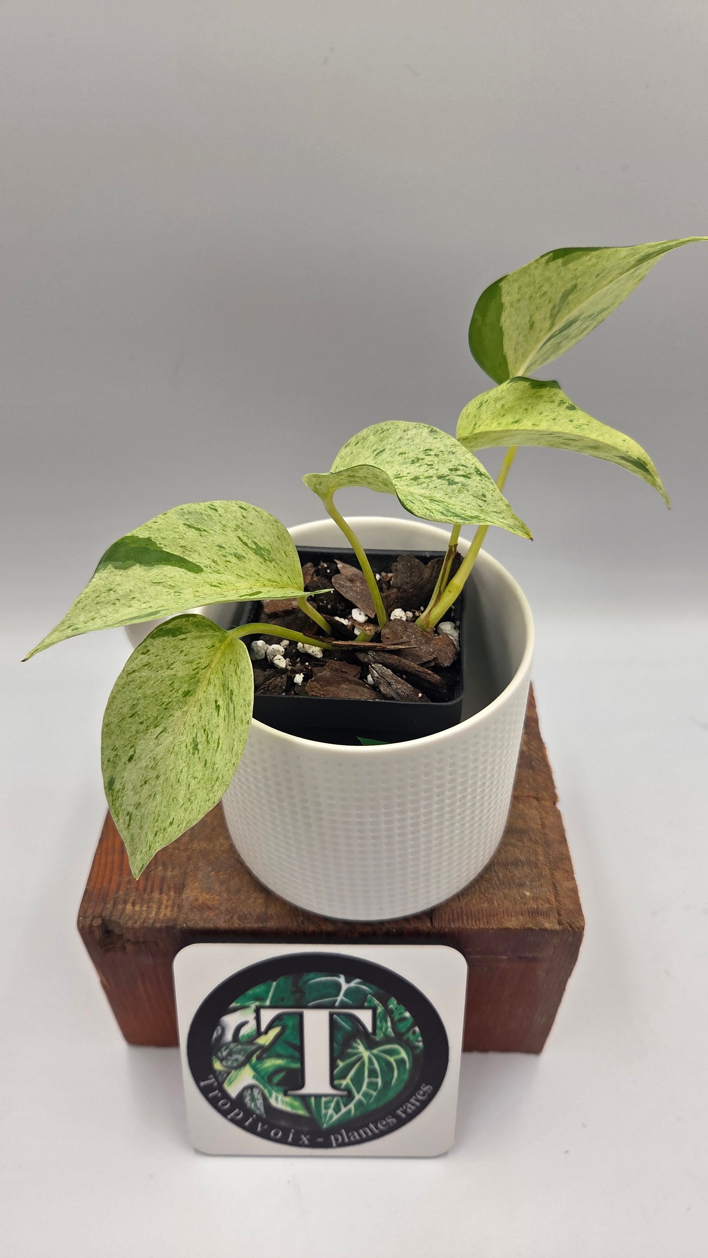 Epipremnum Aureum Marble Queen "version Snow Queen" (EPI-251)