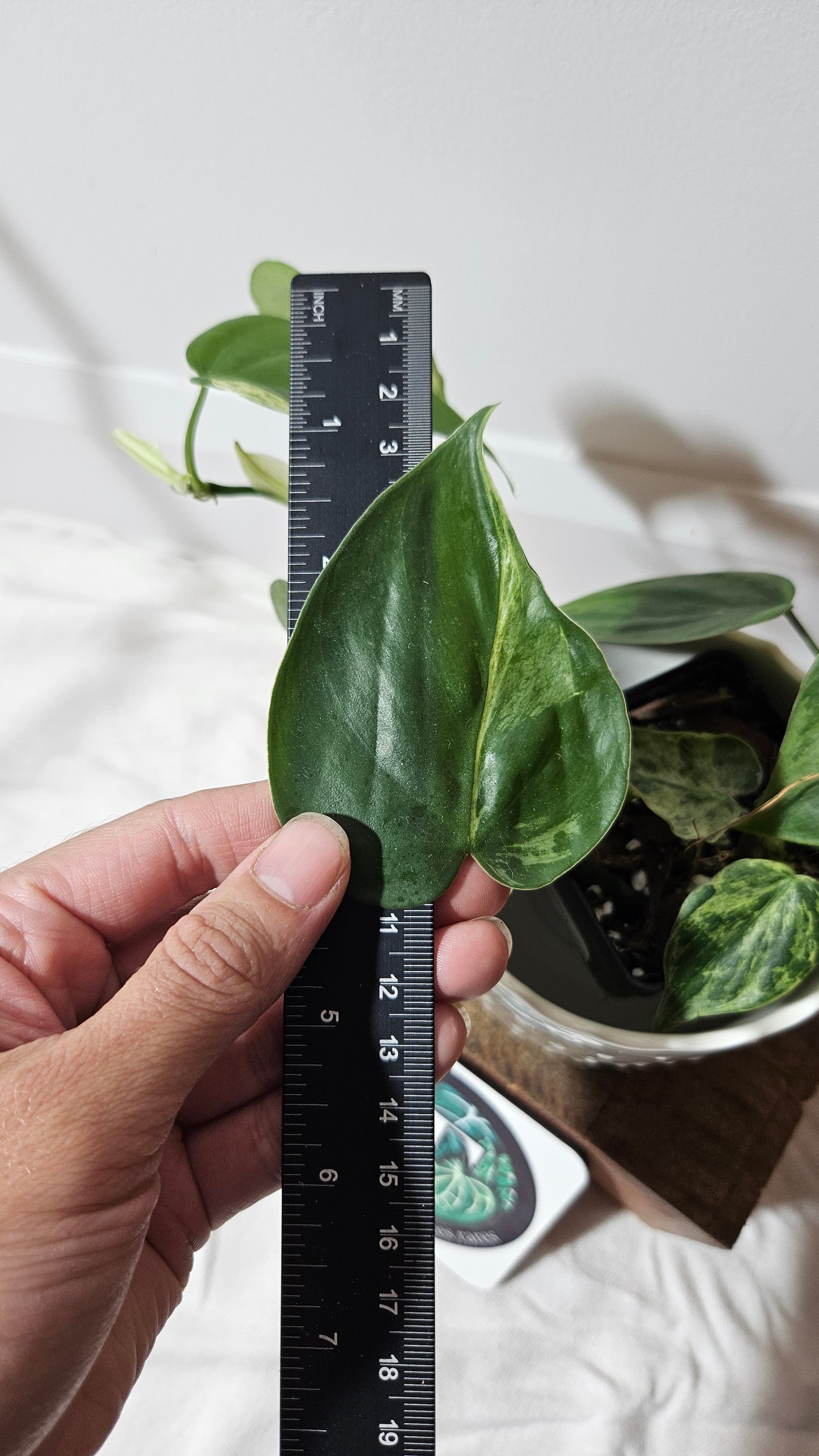 Philodendron Hederaceum Variegata (PHI-540)