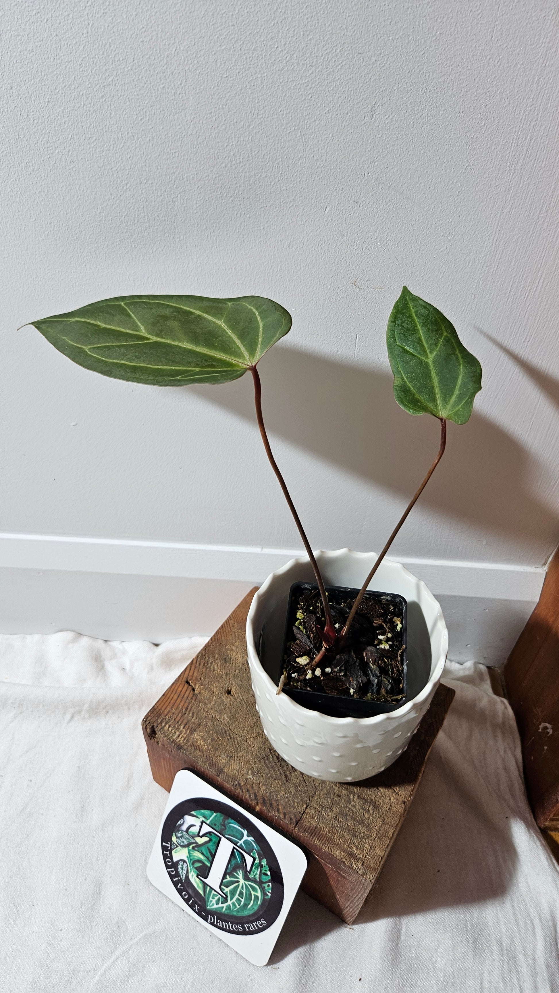 anthurium papillilaminum red stem Anthurium Papillilaminum Red Stem "format MOYEN" (ANT-112) – Tropivoix