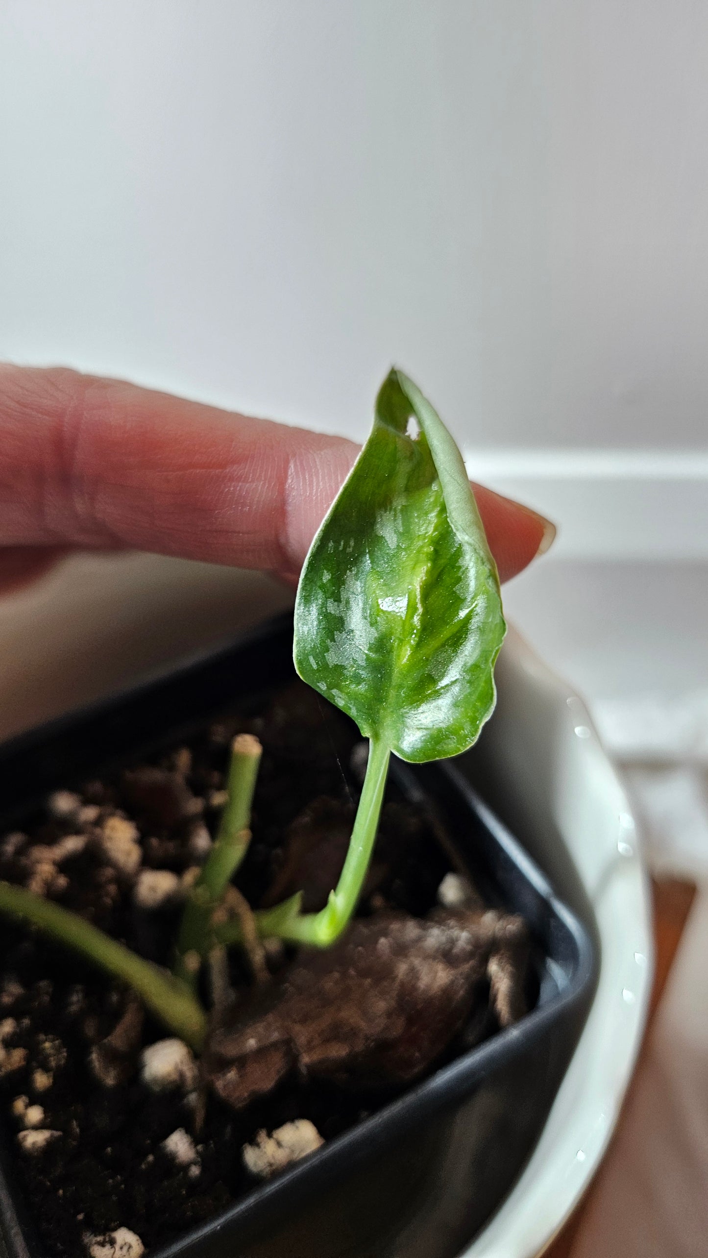 Scindapsus Black Exotica (SCI-1327)