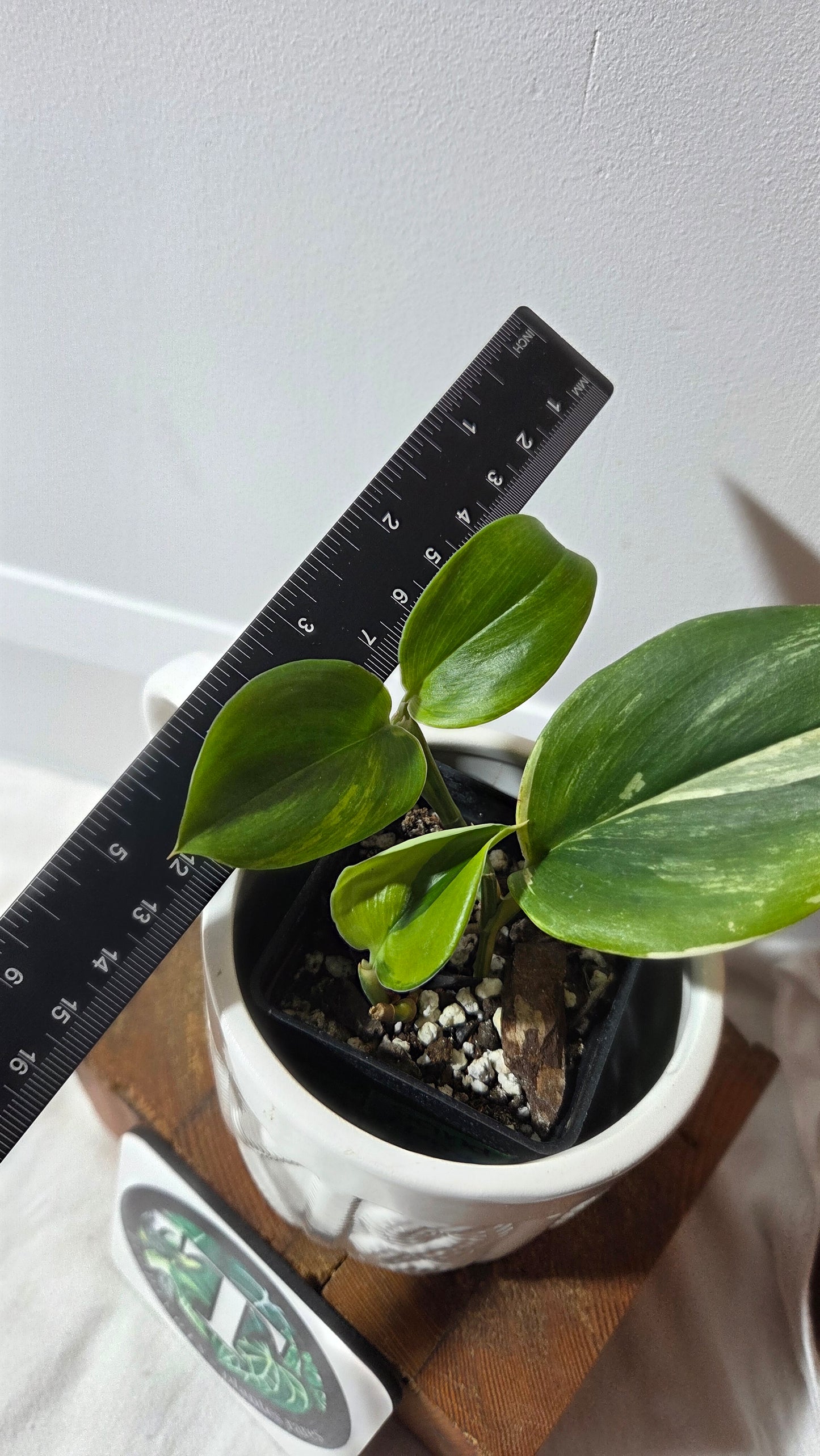 Scindapsus Rubicon (SCI-1397)