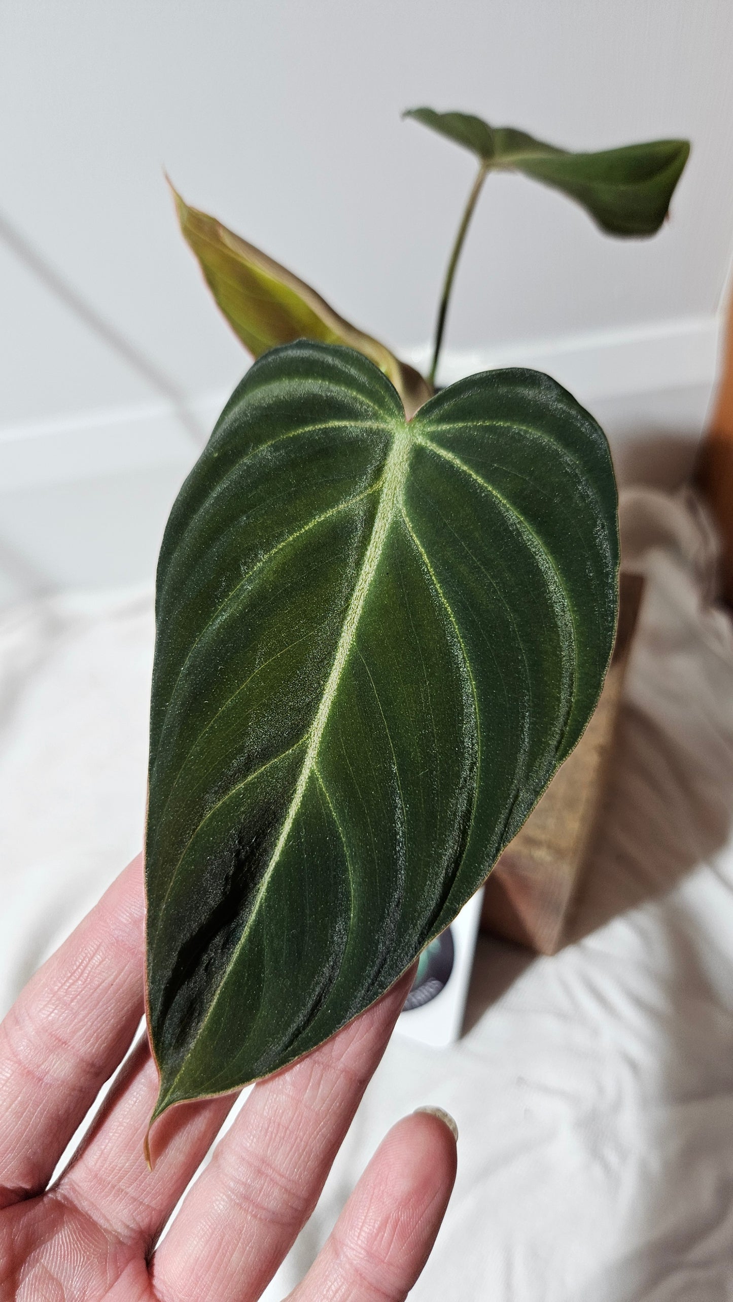 Philodendron Splendide (PHI-591)