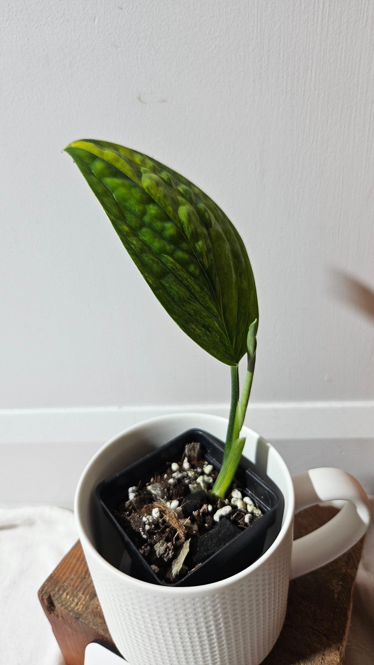 Monstera Karstenianum/Peru Variegata (MON-465)