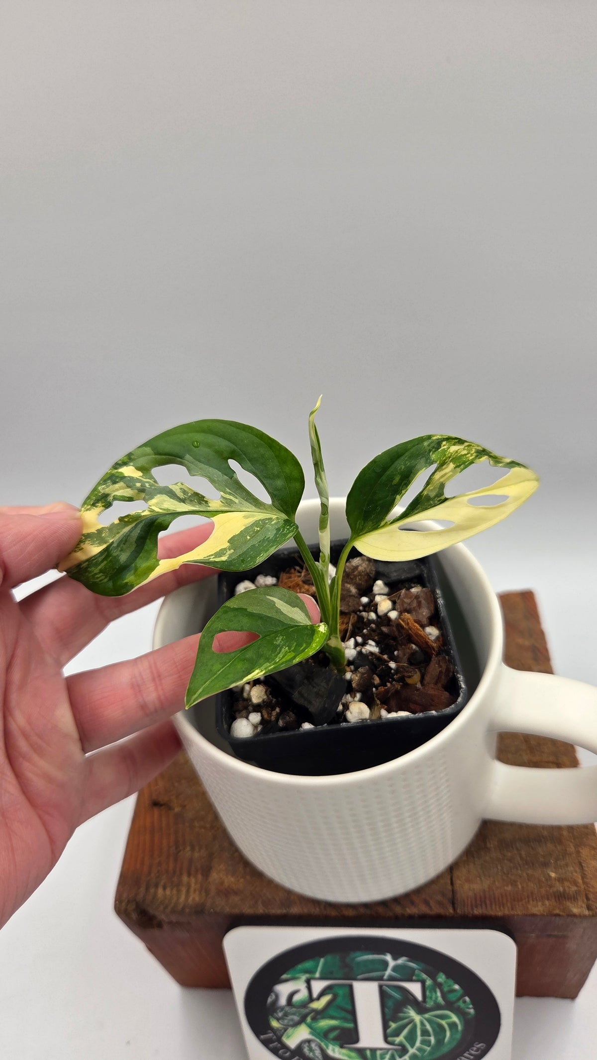 Monstera Andasonii Tricolore (MON-579)