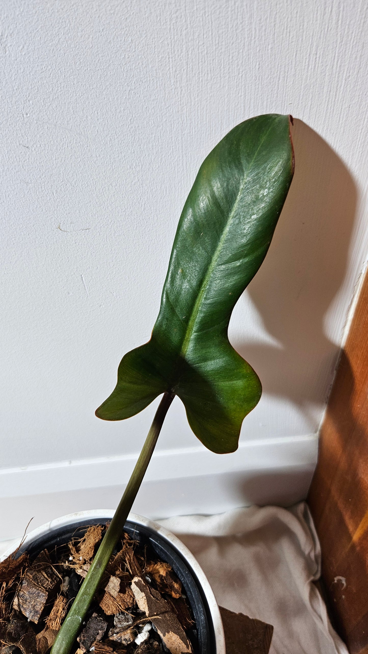 Philodendron Florida Bronze (PHI-386)