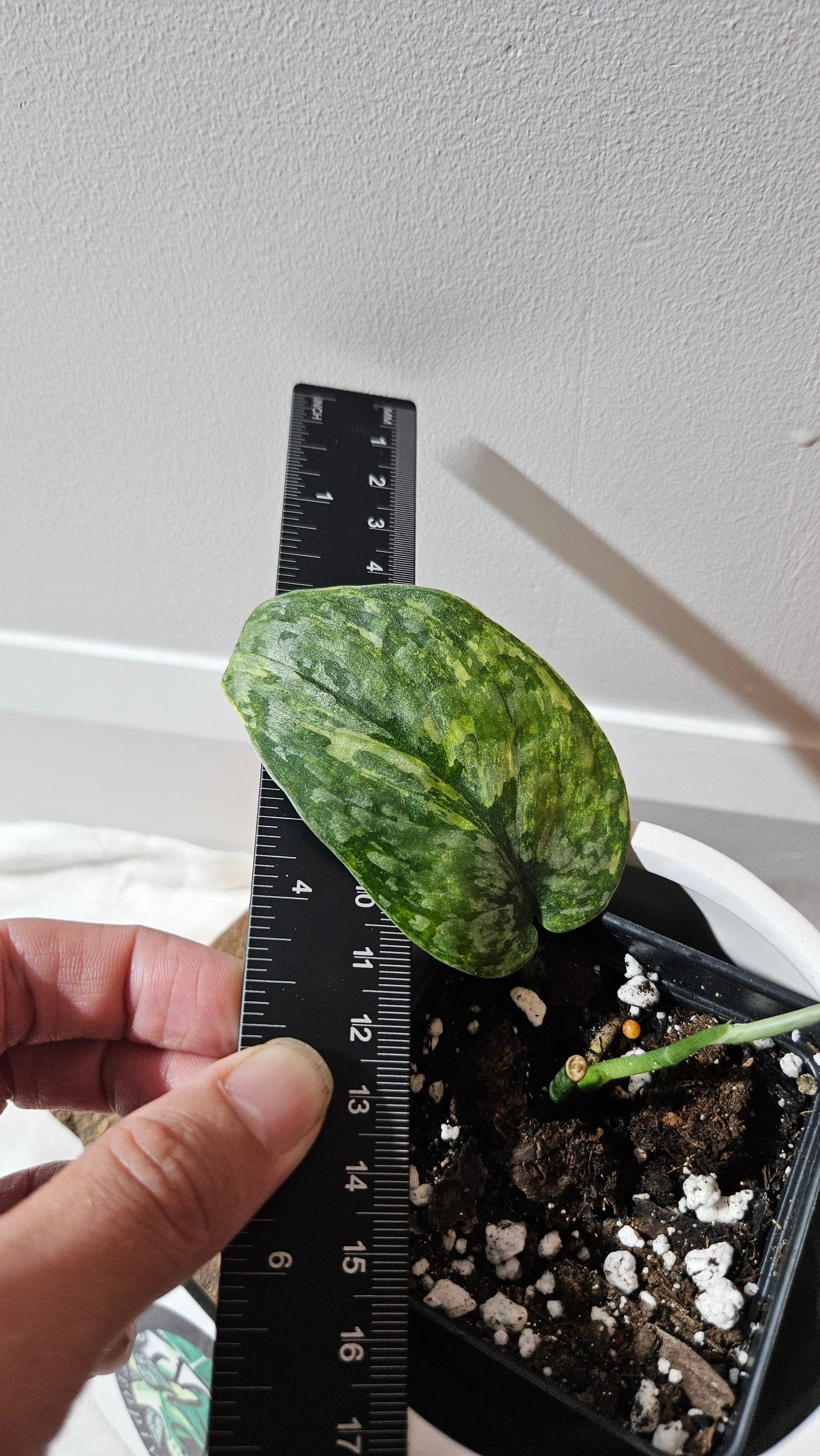 Scindapsus Léopard Variegata (SCI-1136)