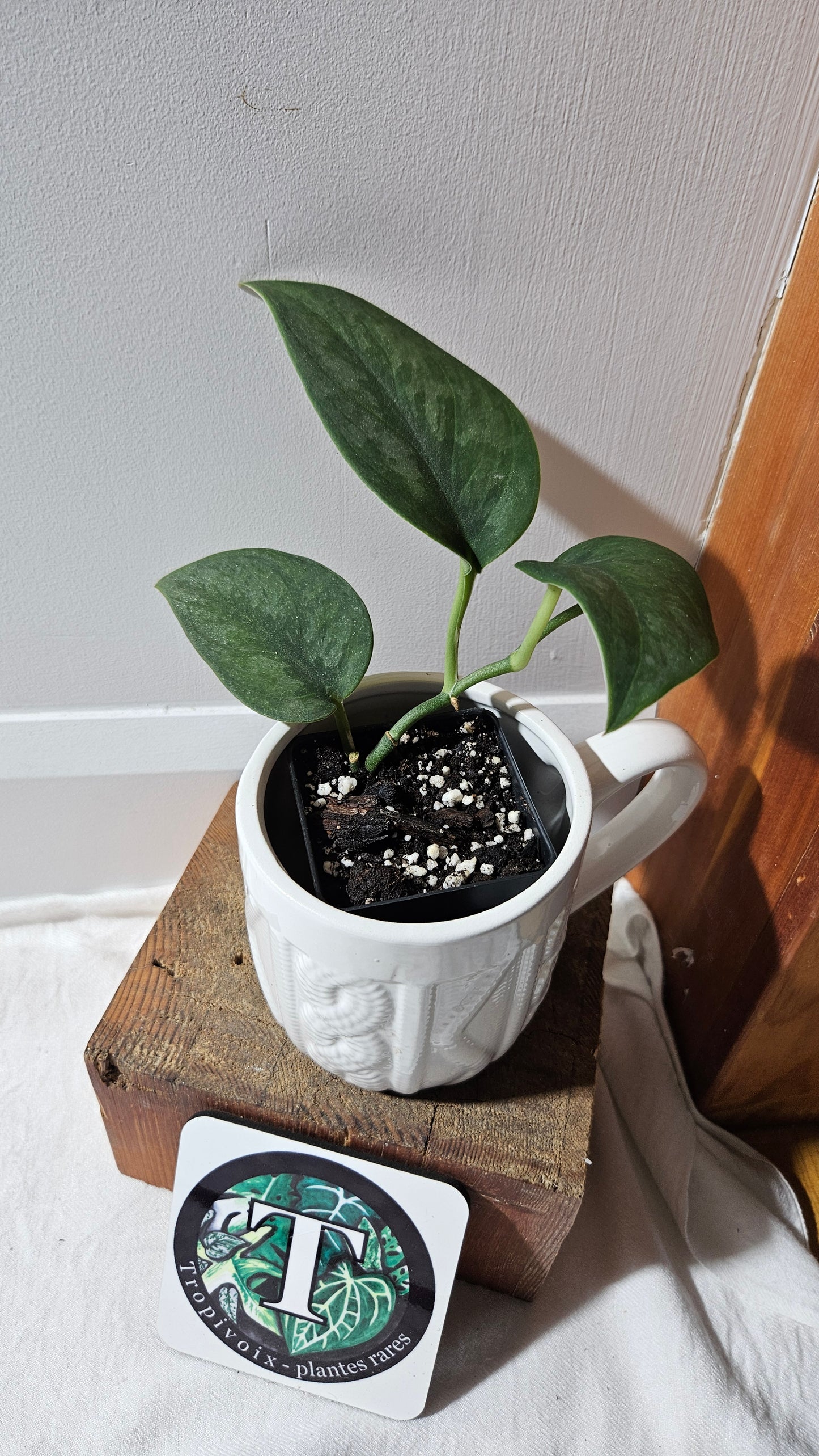 Scindapsus Blurik (SCI-1114)