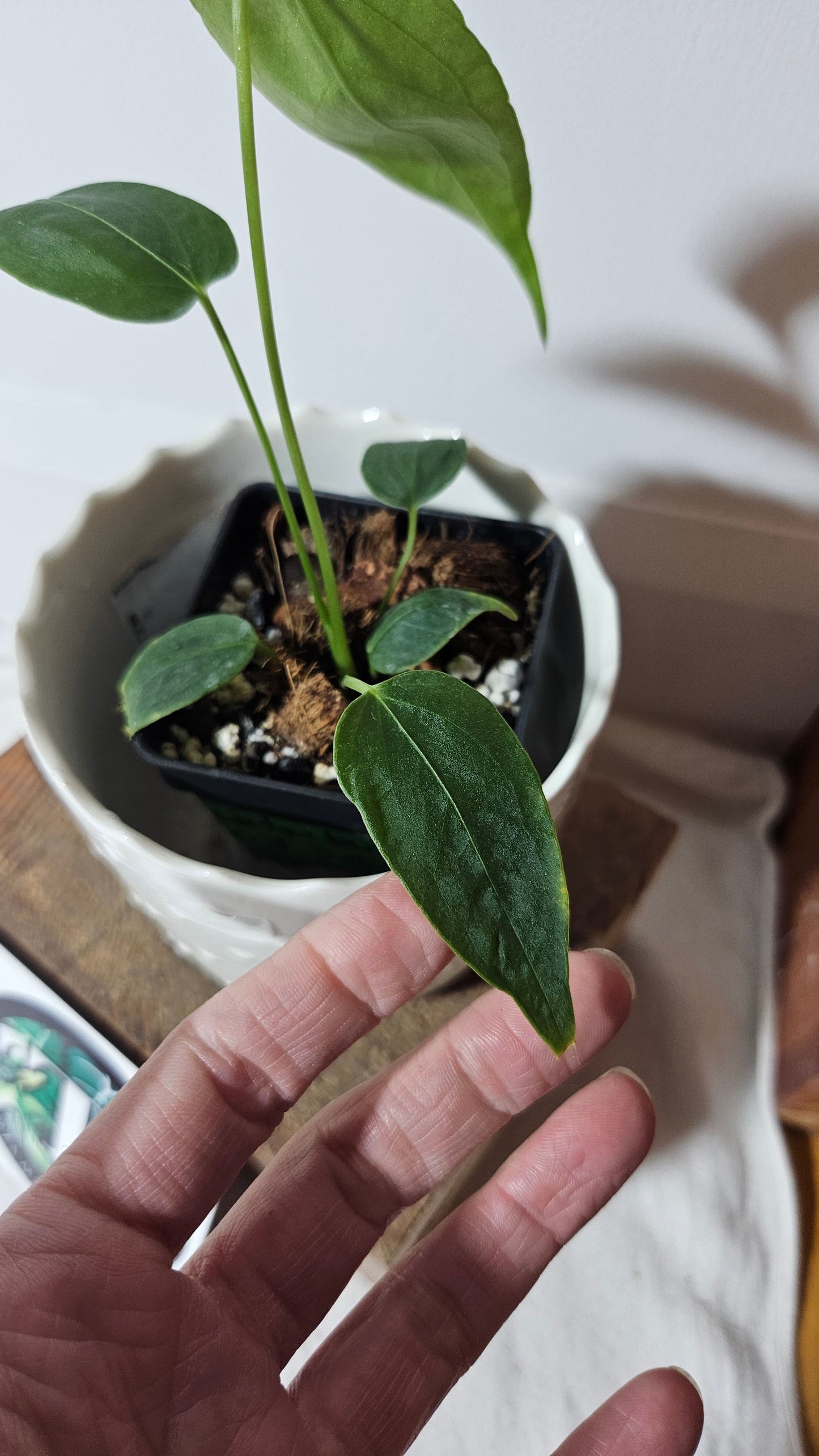 Anthurium Waterburyanum "format PETIT" (ANT-260)