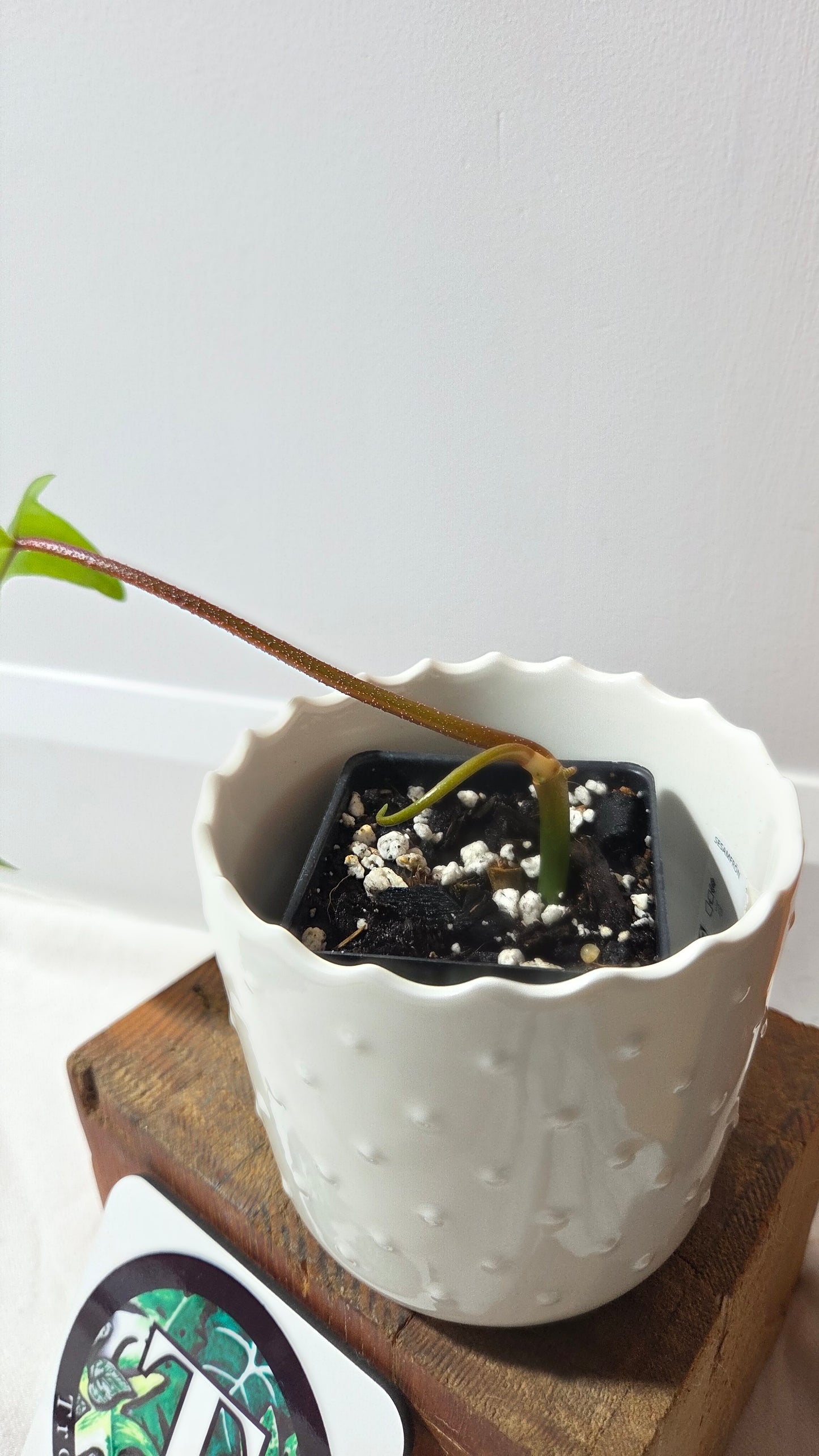 Philodendron Florida Beauty (PHI-964)