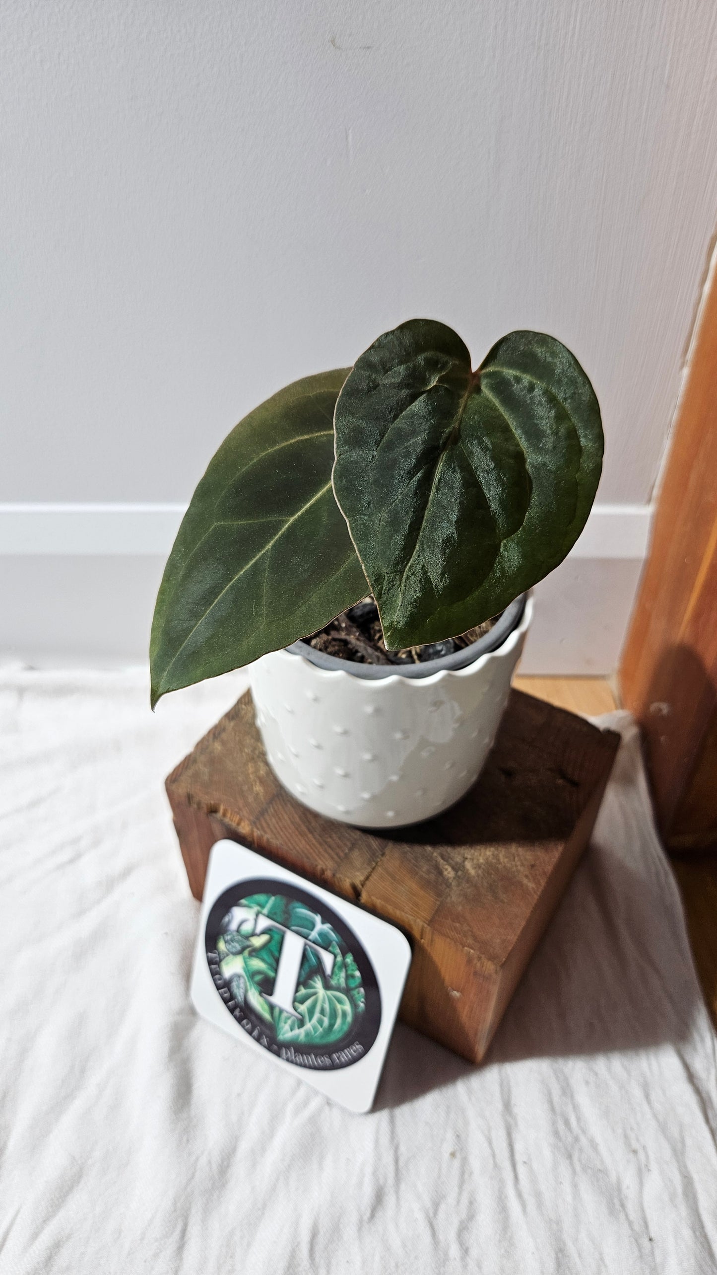 Anthurium Papillilaminum Legend X Fortsherman "format MOYEN" (ANT-620)