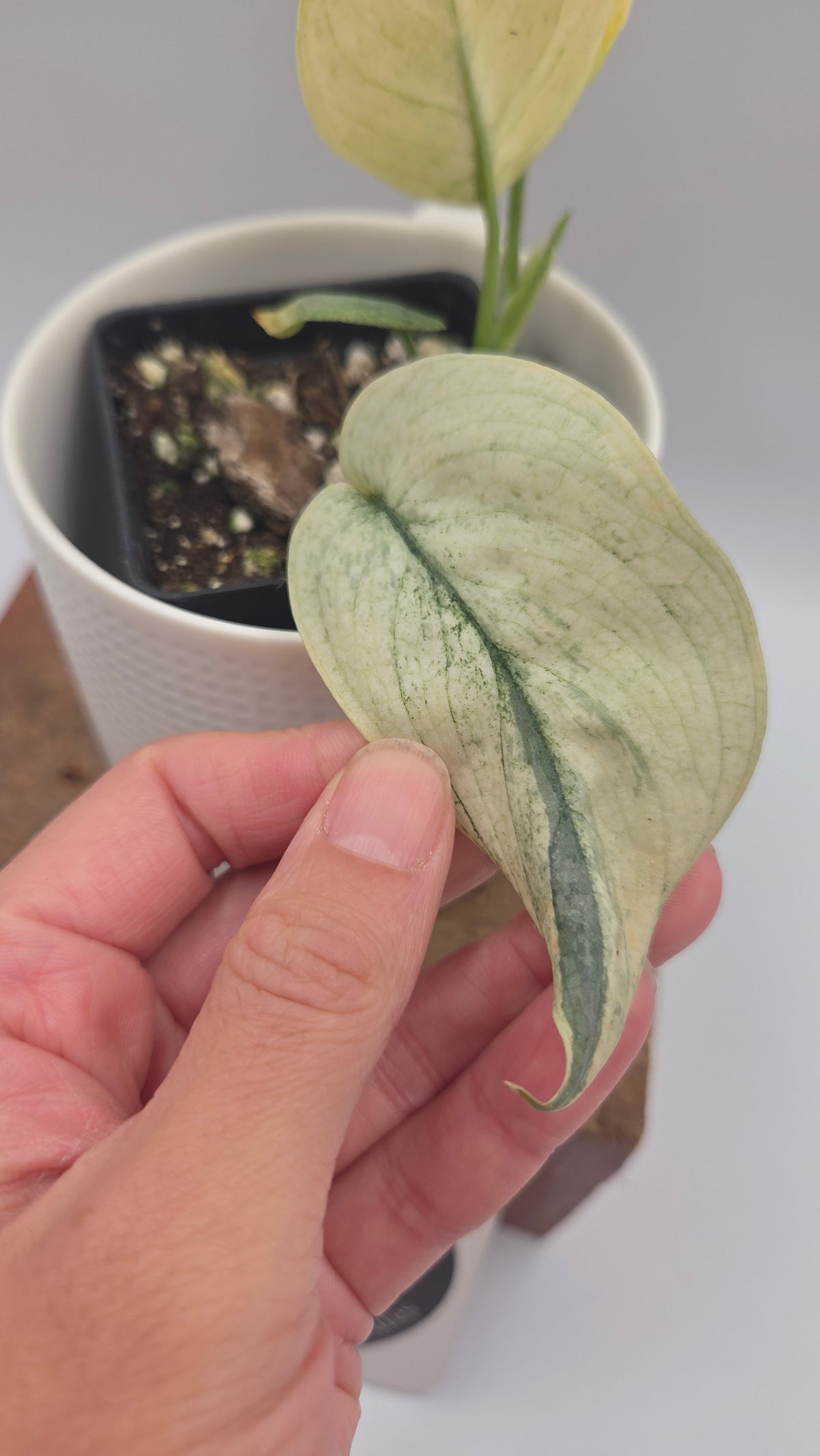 Scindapsus Silver Tattoo Variegata (SCI-1534)