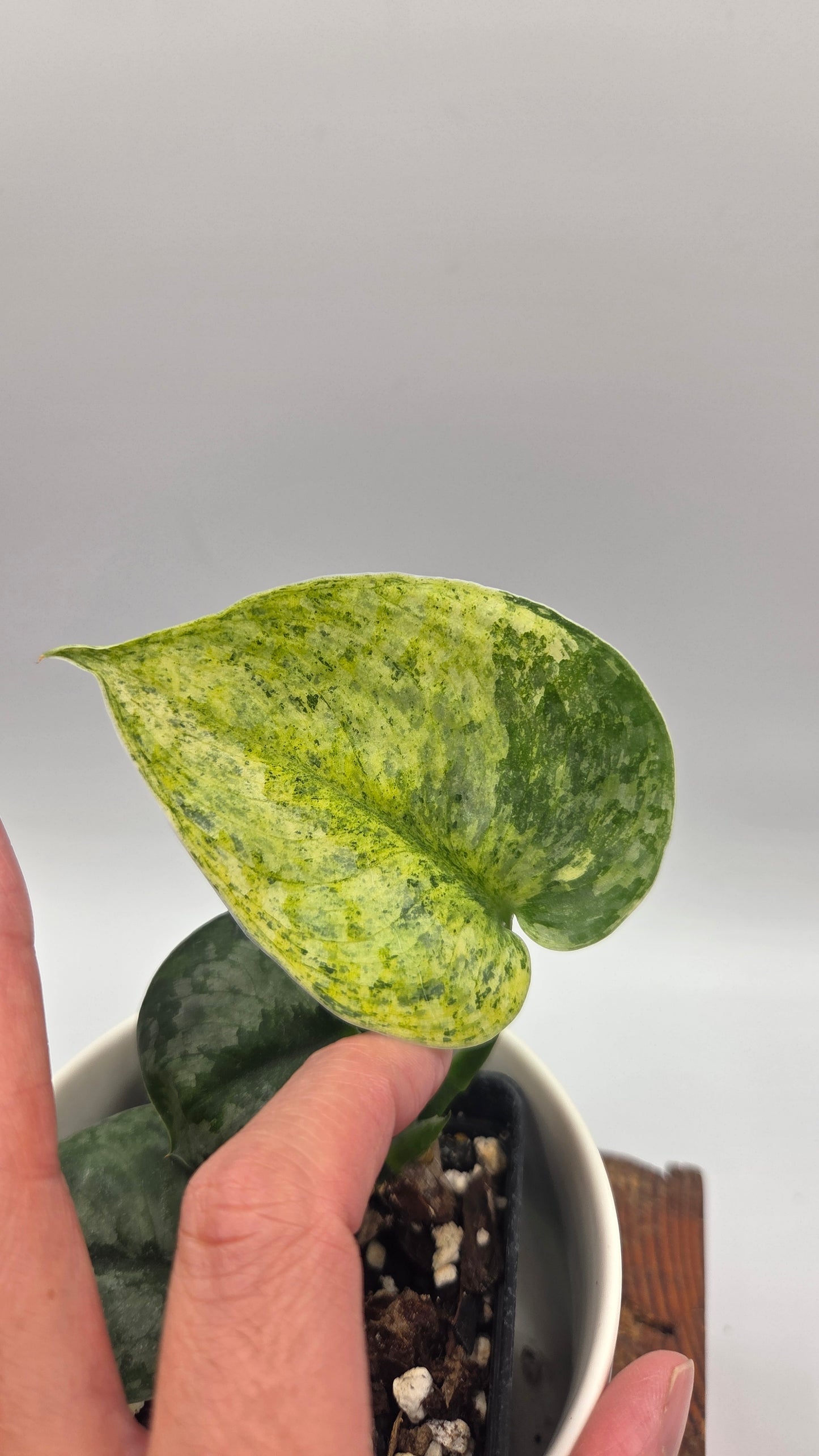 Scindapsus Halimoon (SCI-1105)