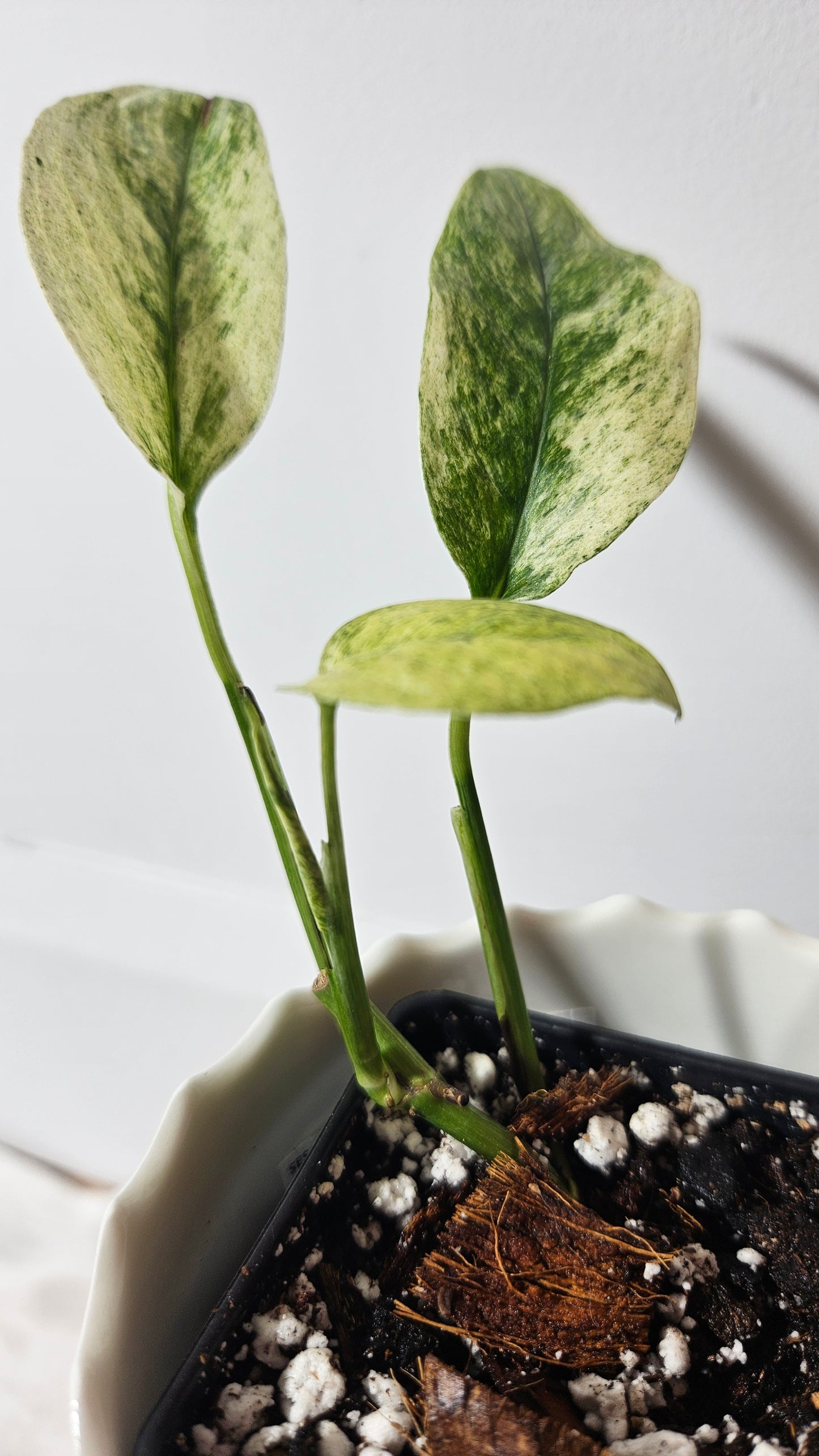 Monstera Laniata Mint (MON-340)