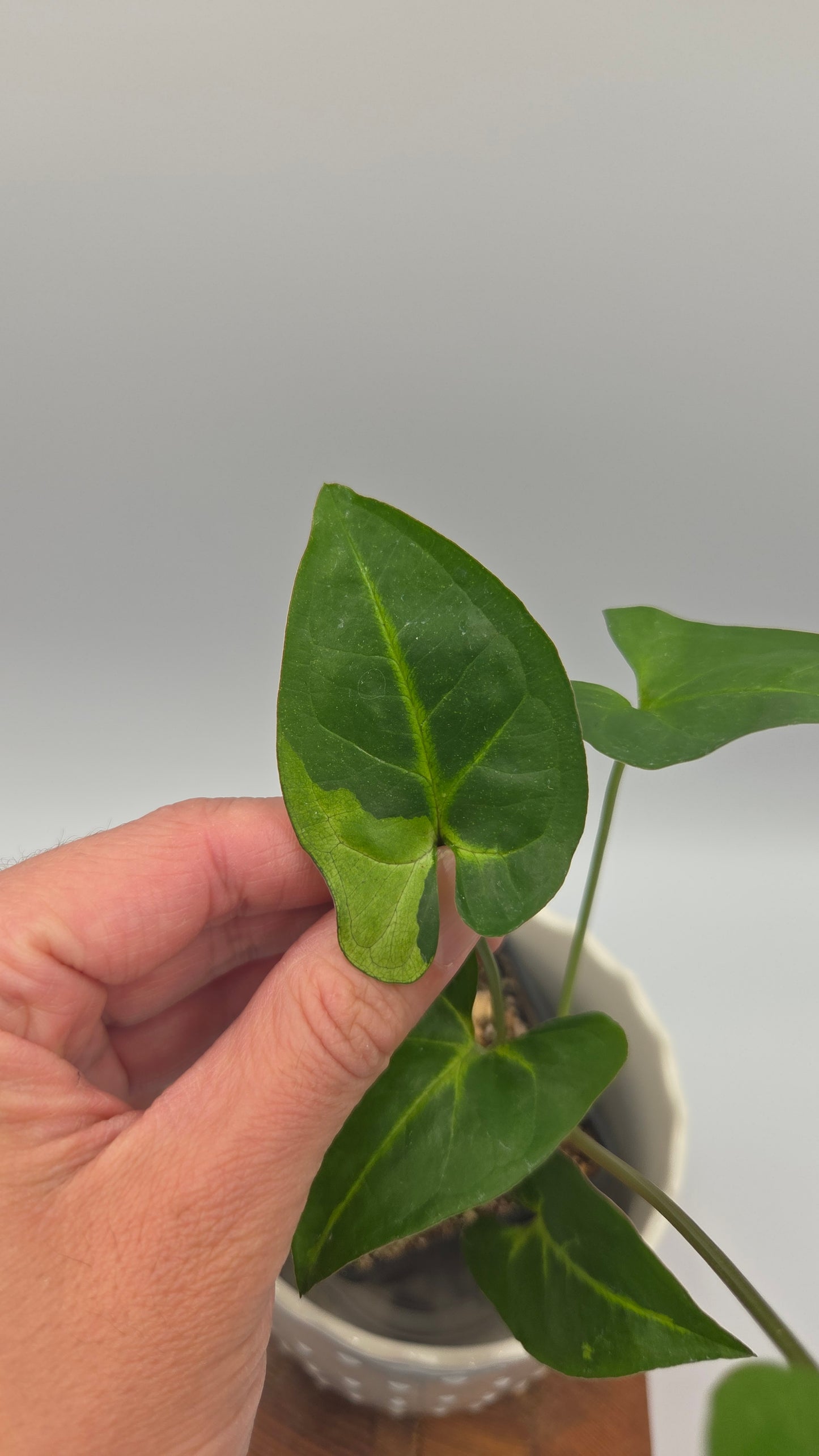 Syngonium Panda/Indo (SYN-503)