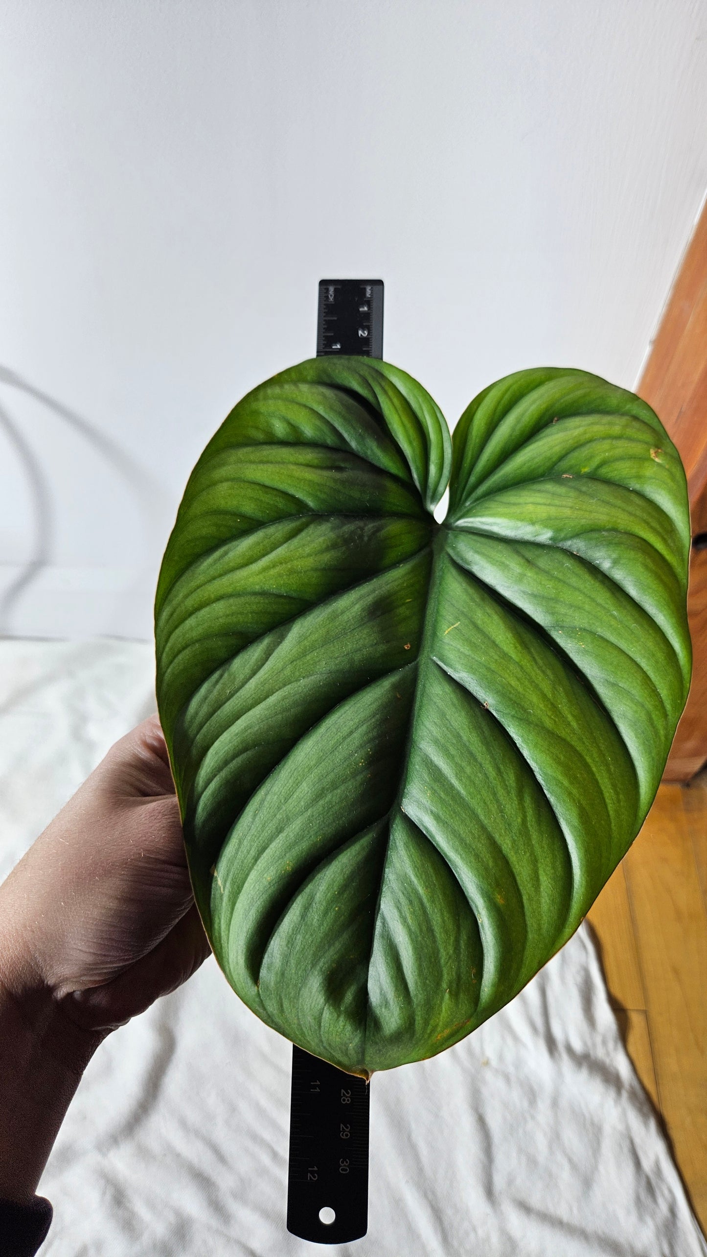 Philodendron Aff Colombia (PHI-640)