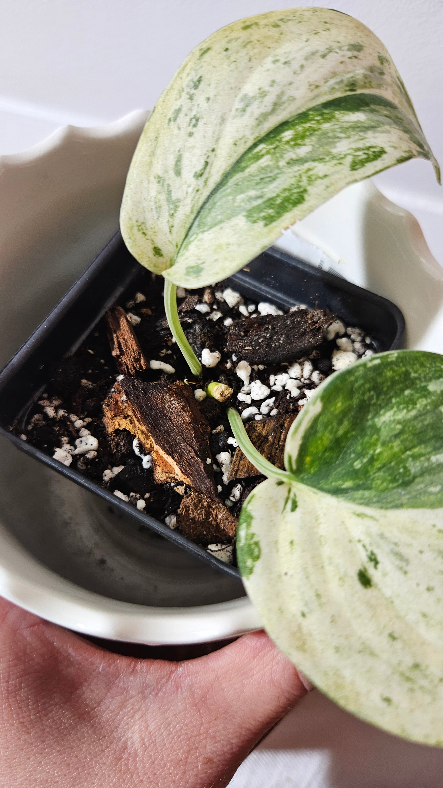 Scindapsus Exotica albo (SCI-1002)