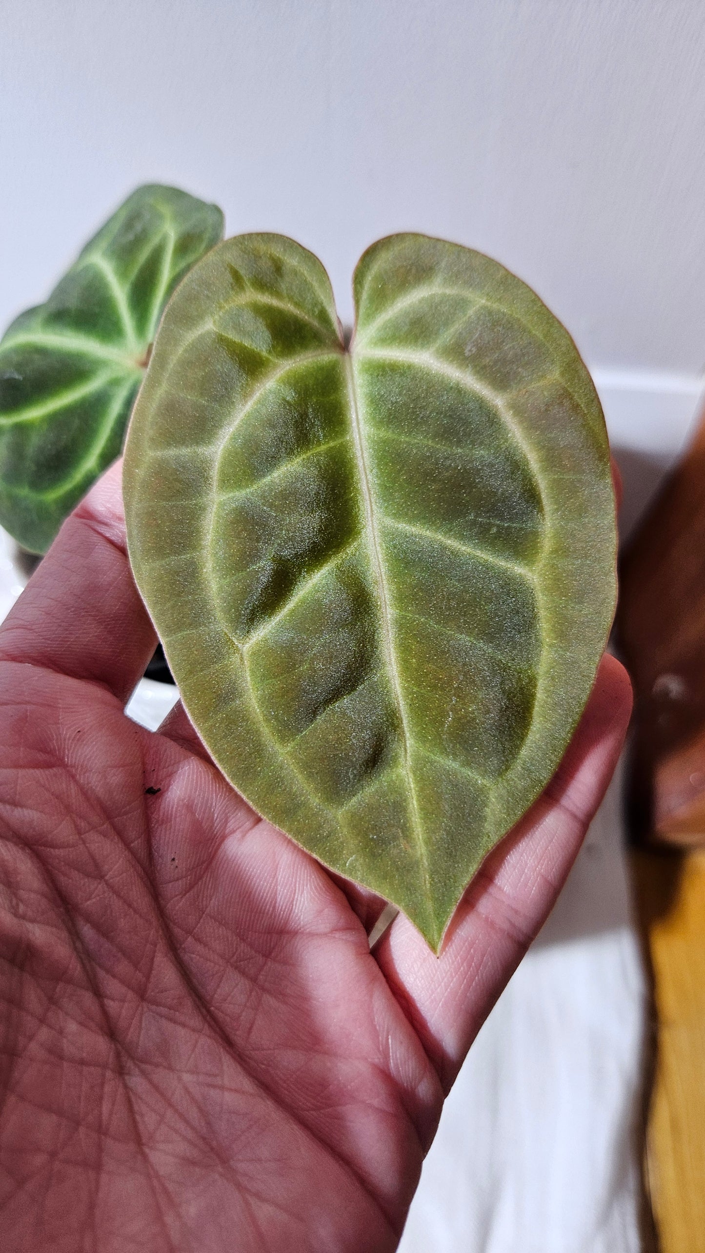 Anthurium Besseae NOID "Format PETIT" (ANT-564)