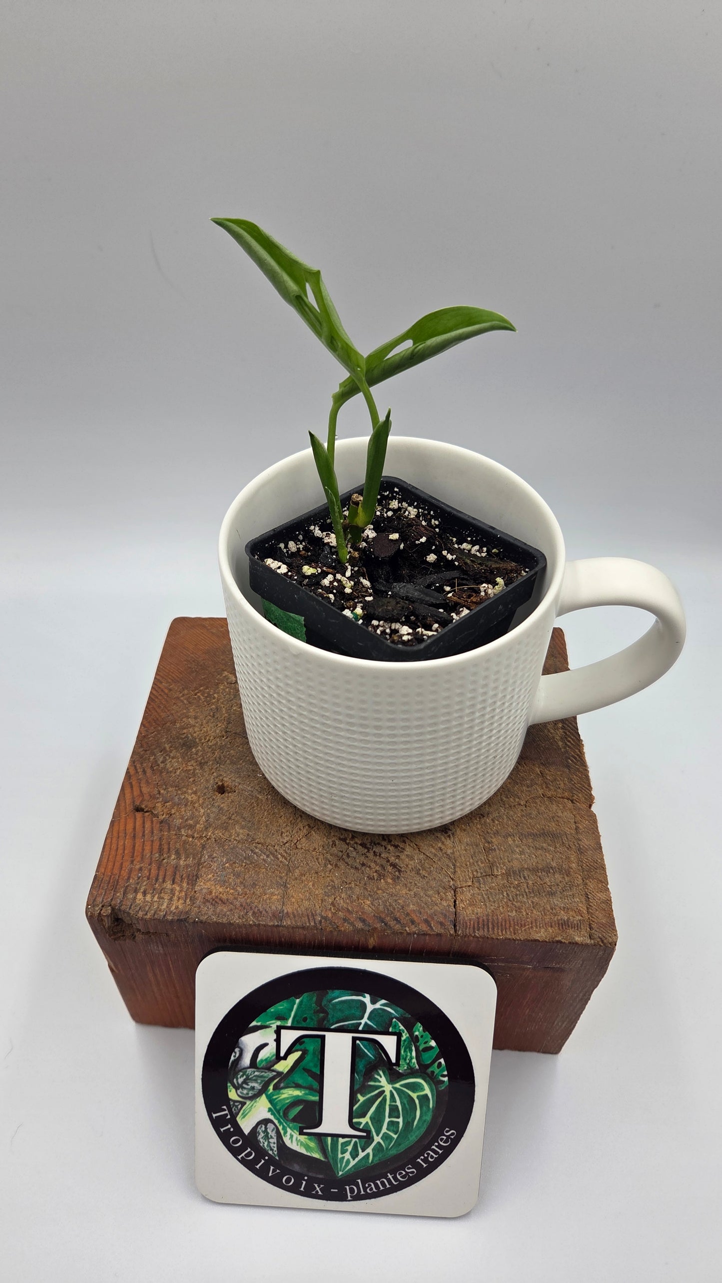Monstera Andasonii Aurea (MON-538)