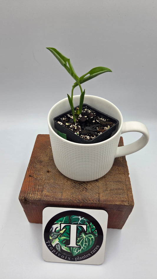 Monstera Andasonii Aurea (MON-538)