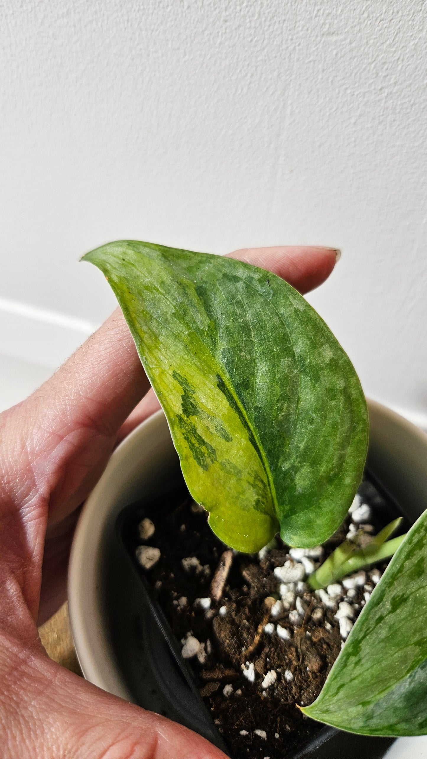 Scindapsus Pajajaran (SCI-1345)