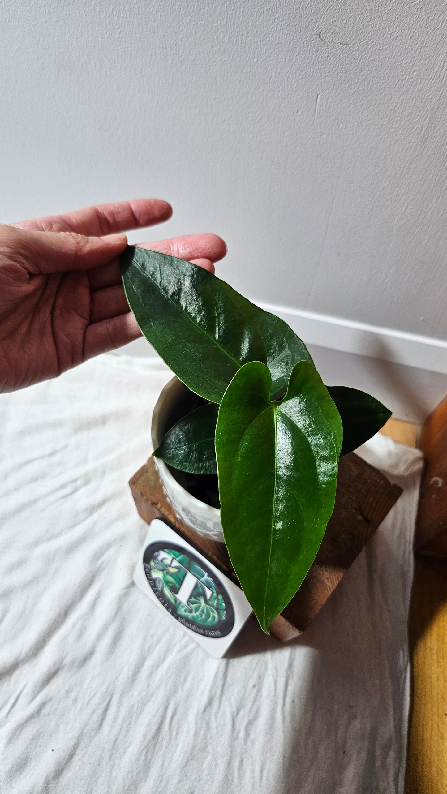 Anthurium Sagittatum Purple "format MOYEN"(ANT-617)