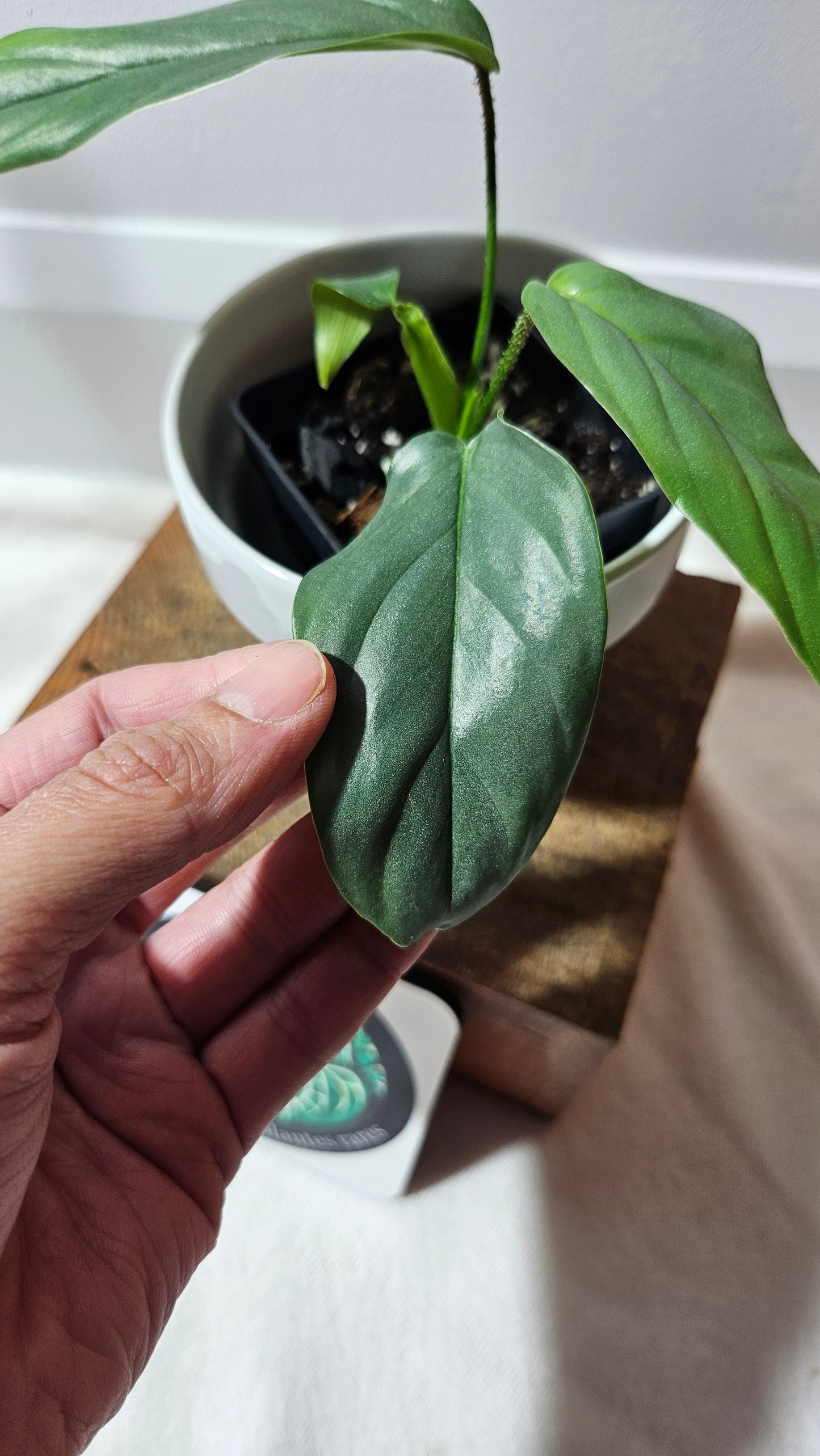 Philodendron Genevievianum Platinum(PHI-522)