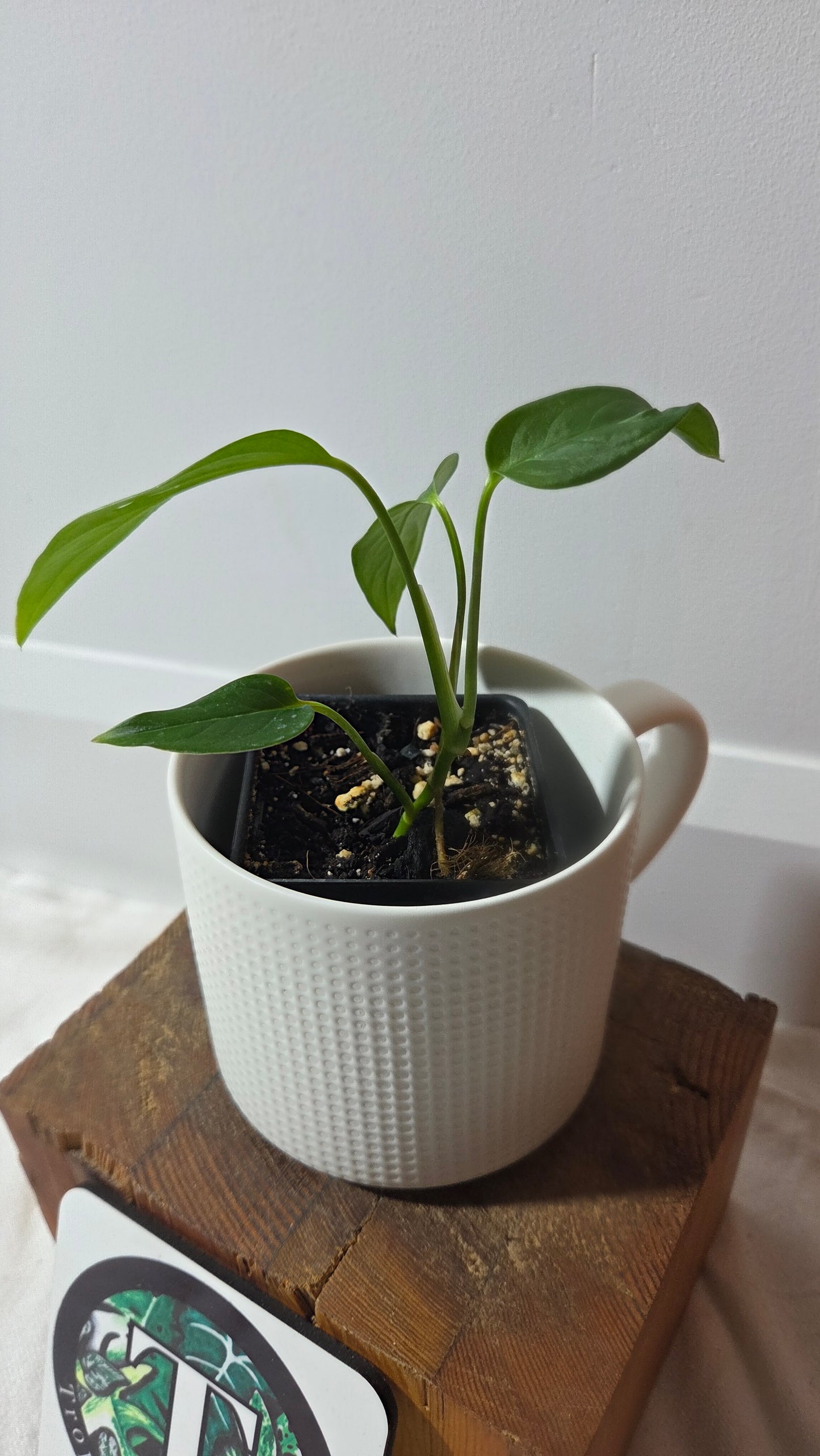 Monstera Obliqua Aff Napo (MON-534)