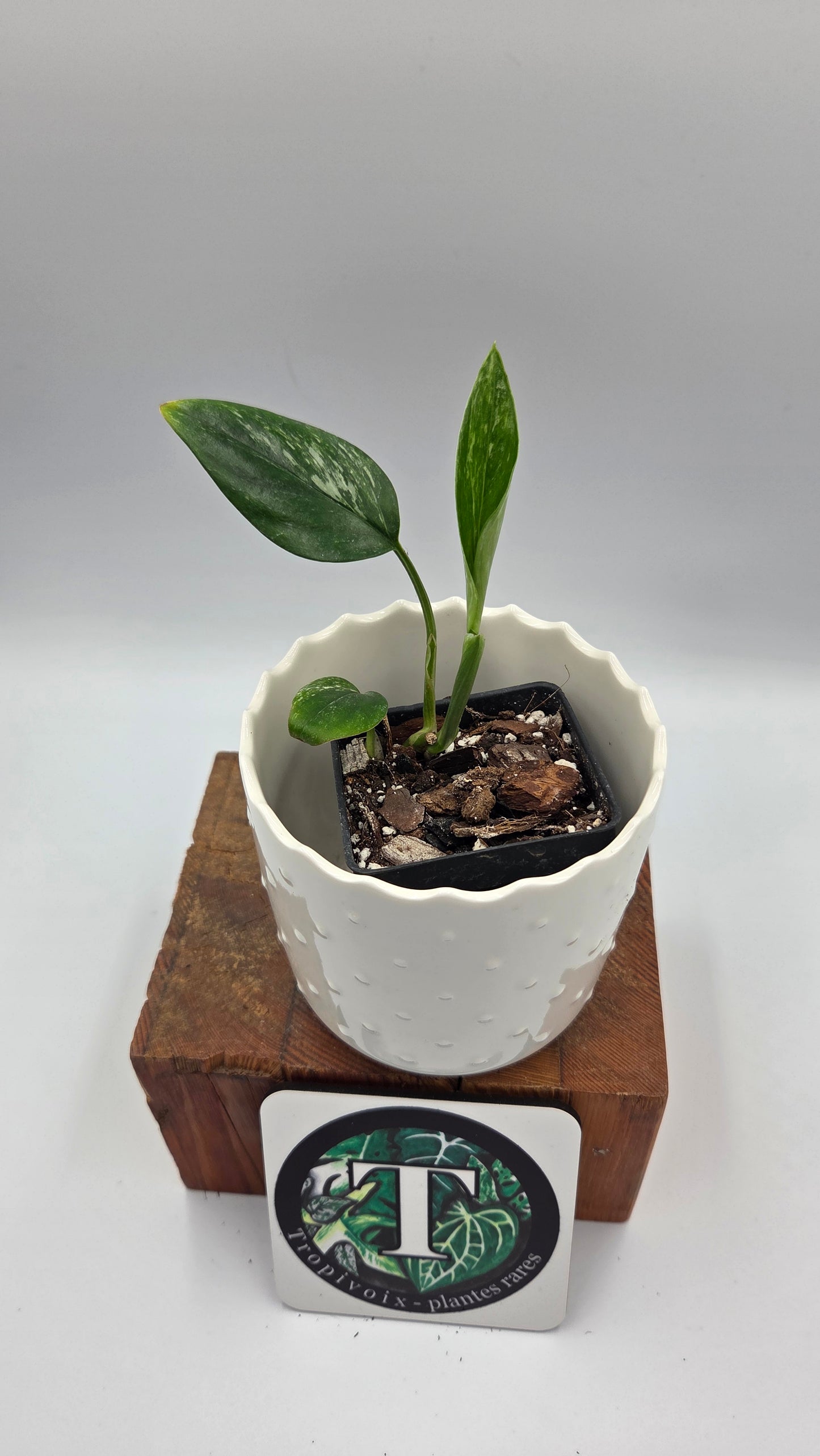 Monstera Standleyana Aurea (MON-547)
