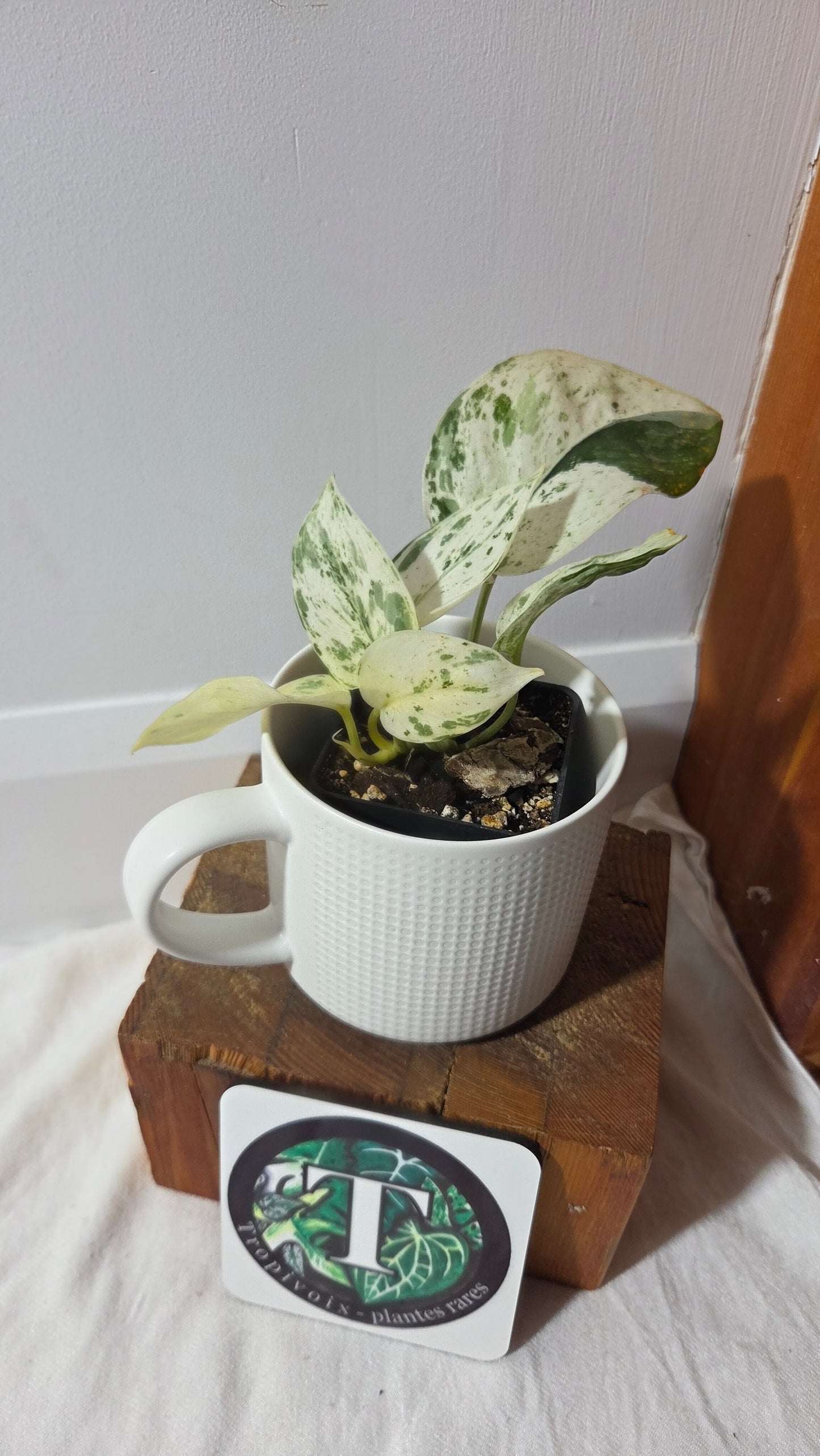 Scindapsus Silver Splash Variegata (SCI-849)