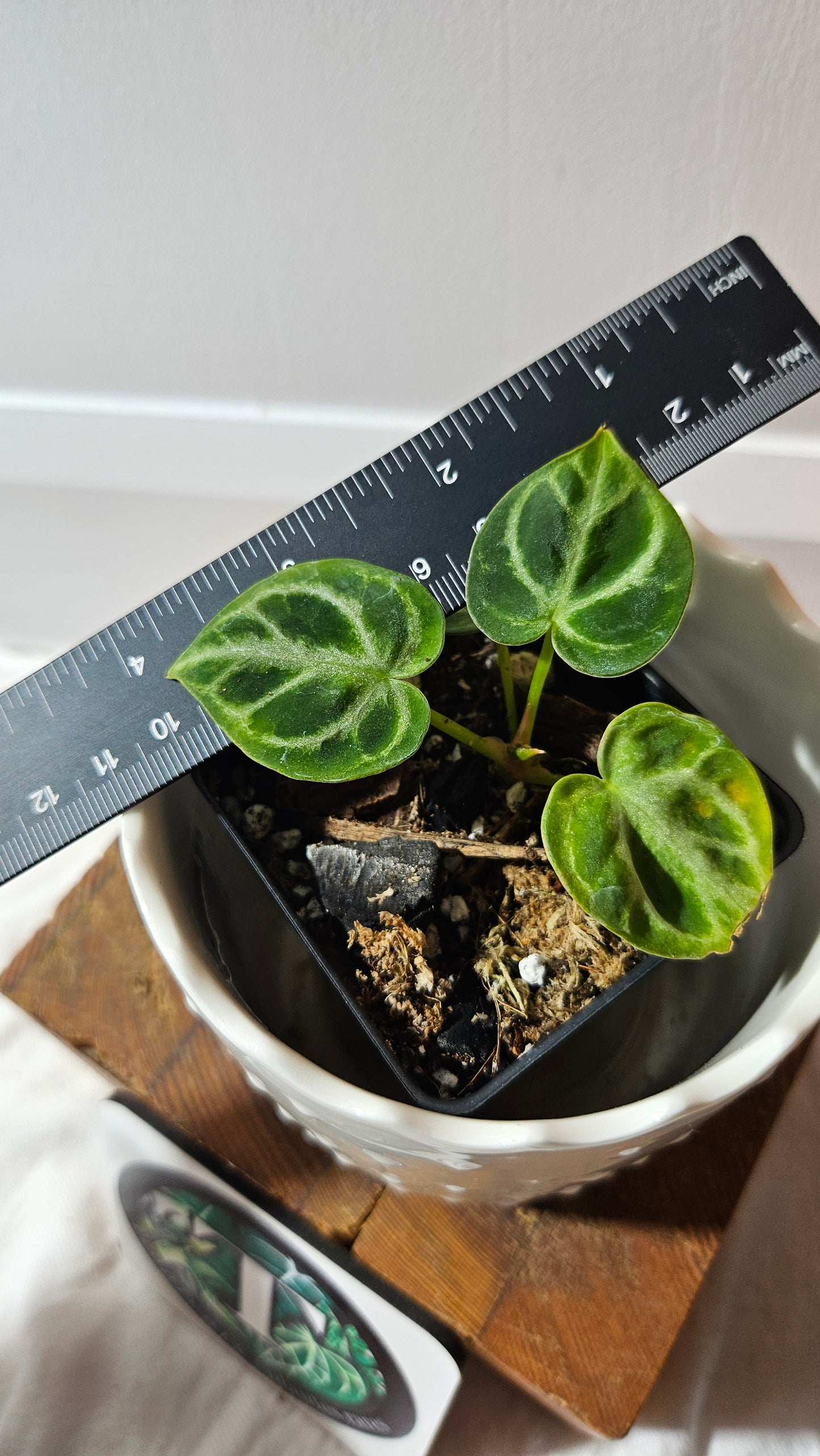 Anthurium Dorayaki Silver "format PETIT"( ANT-583)