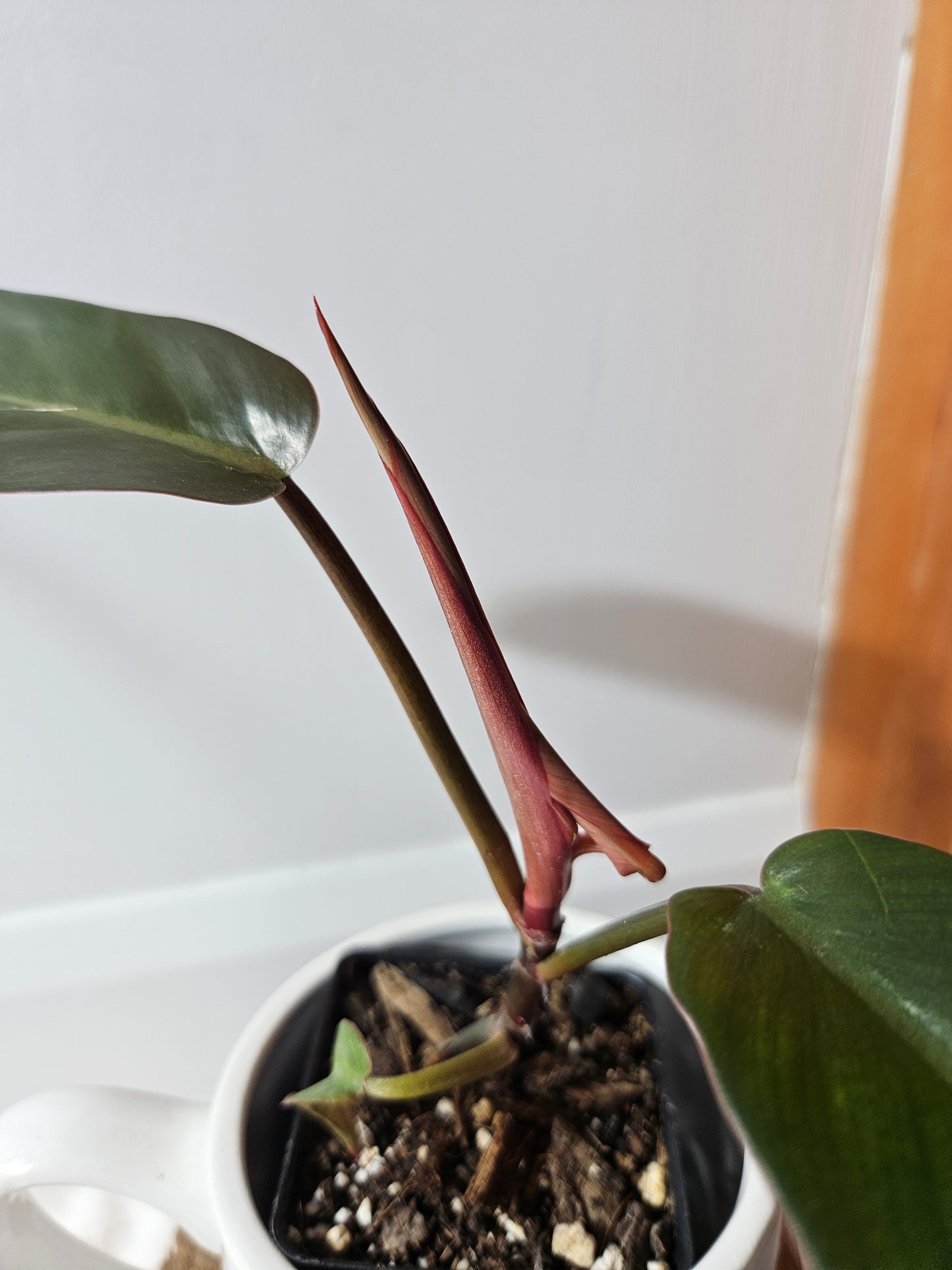 Philodendron Florida Bronze (PHI-362)