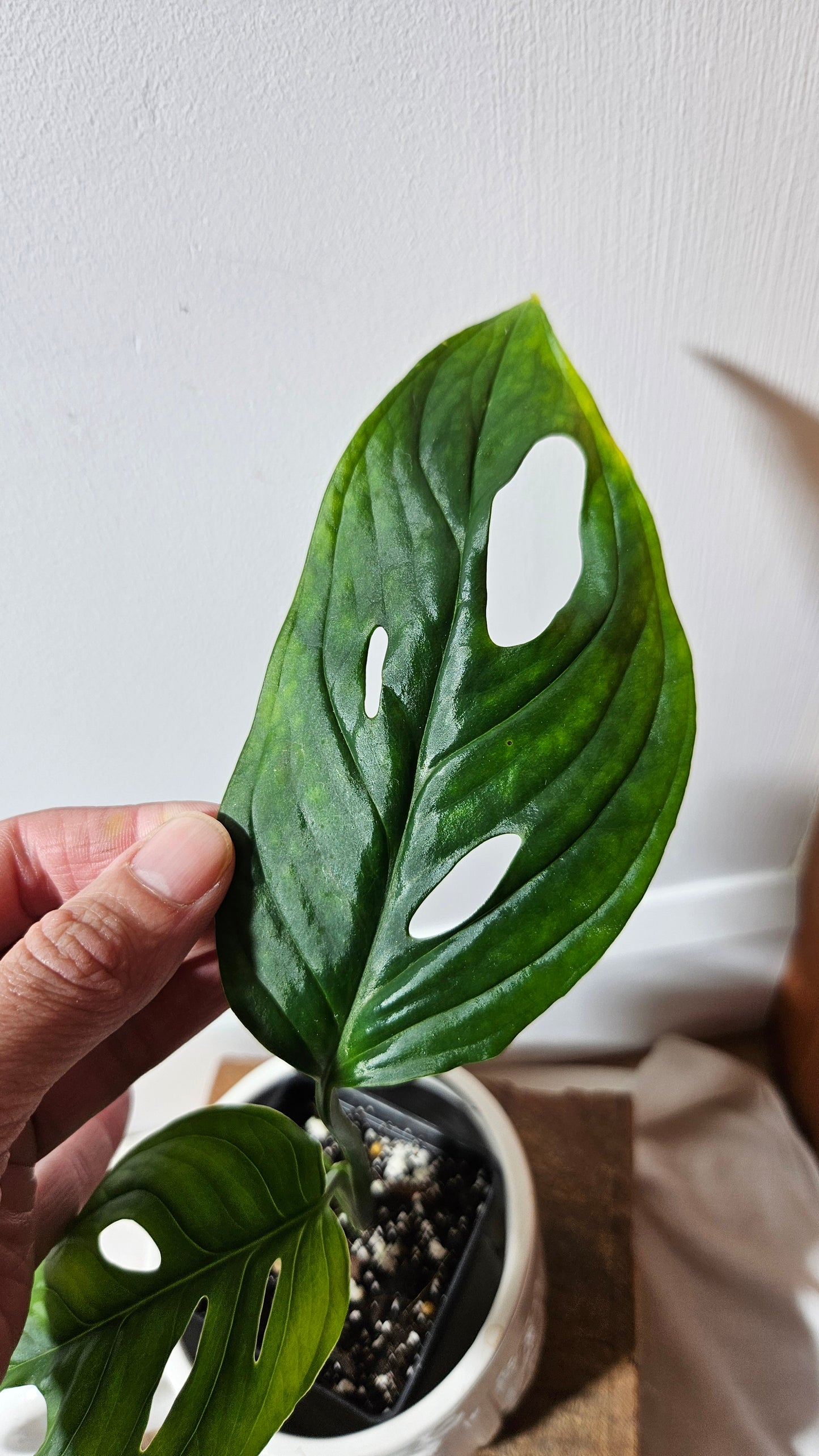 Monstera Obliqua Aff Tamarindo (MON-184)