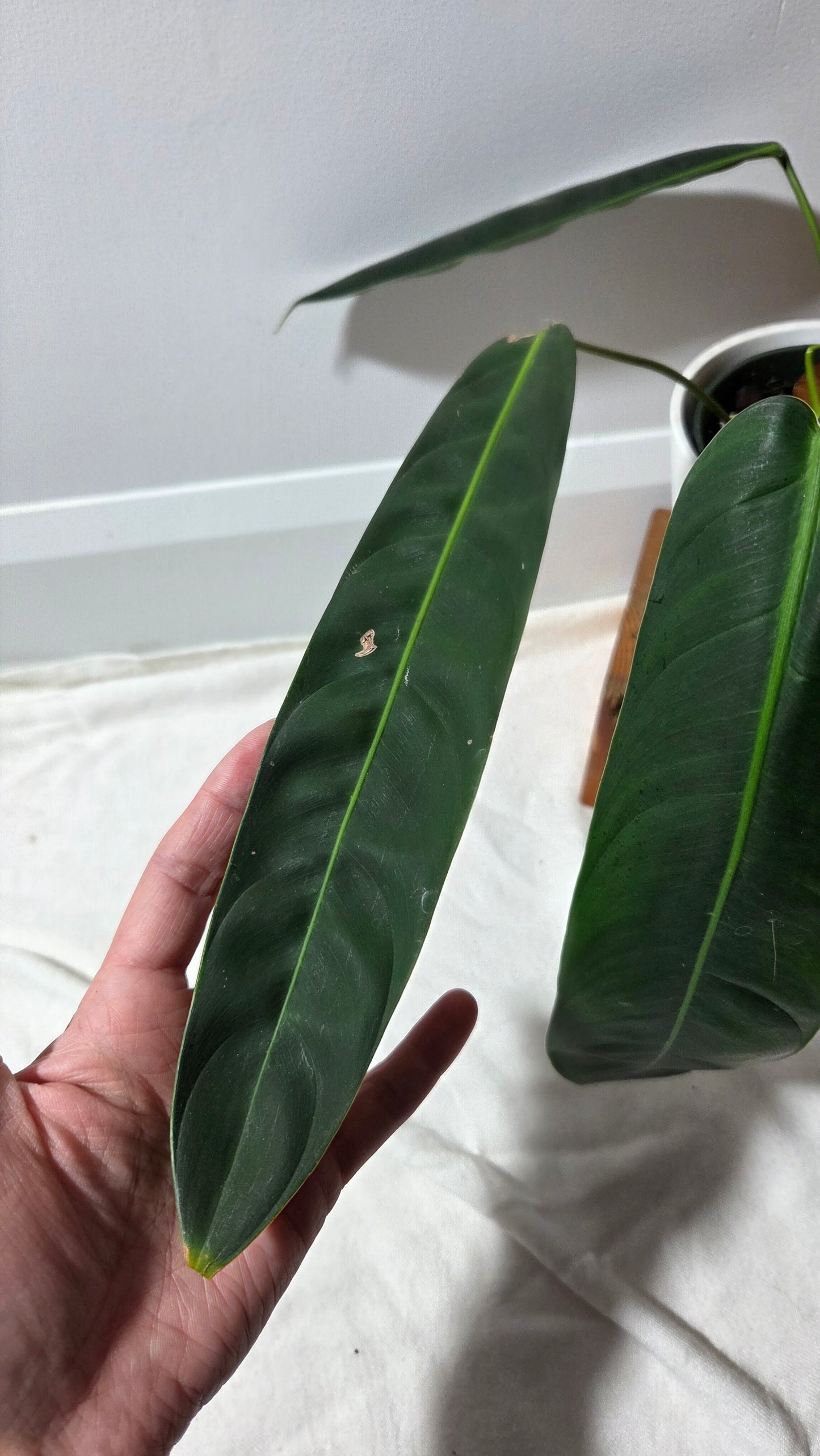 Philodendron Patriciae Black (PHI-984)