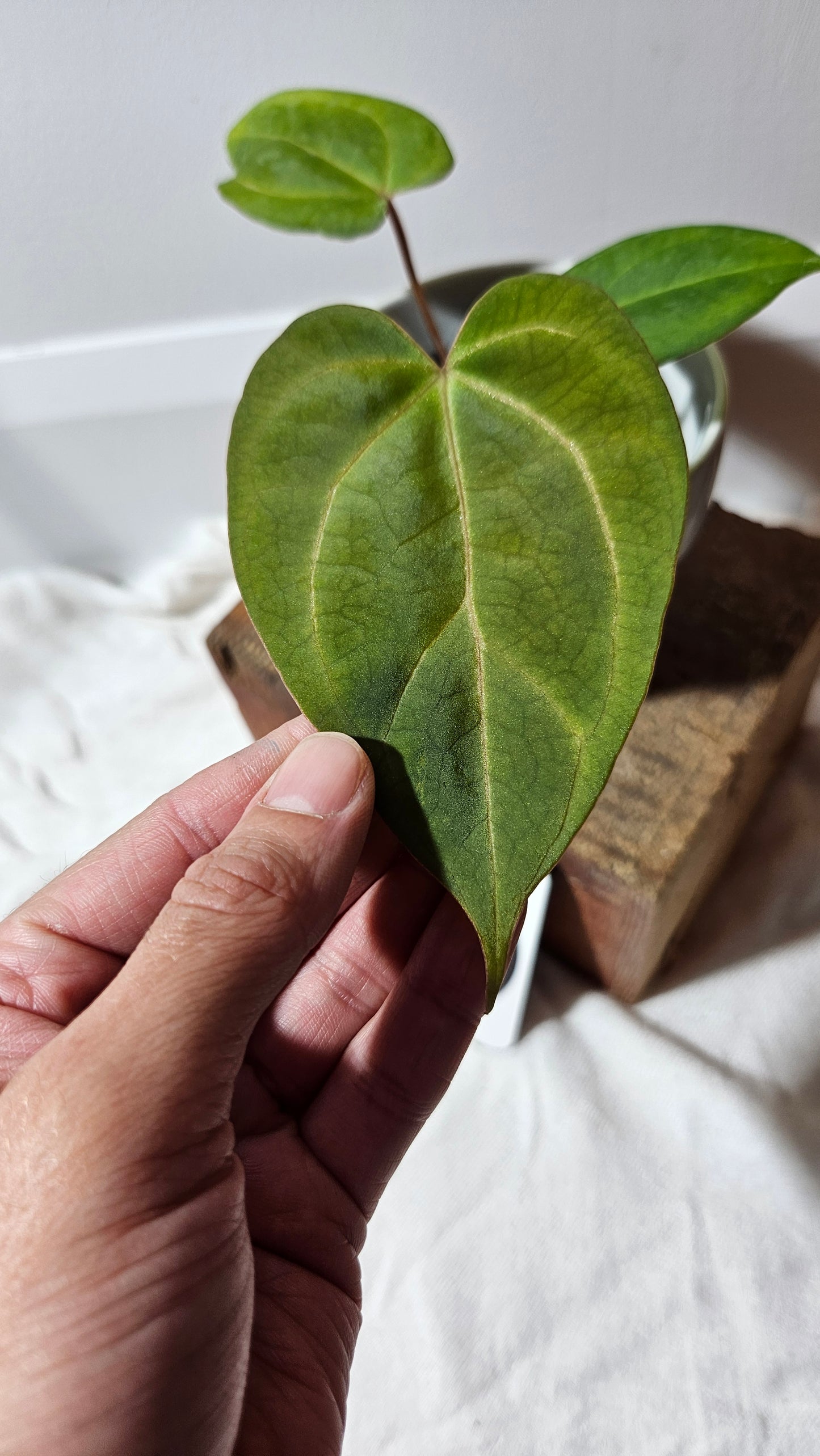 Anthurium  AOS Indo "format SEEDLING" (ANT-181)