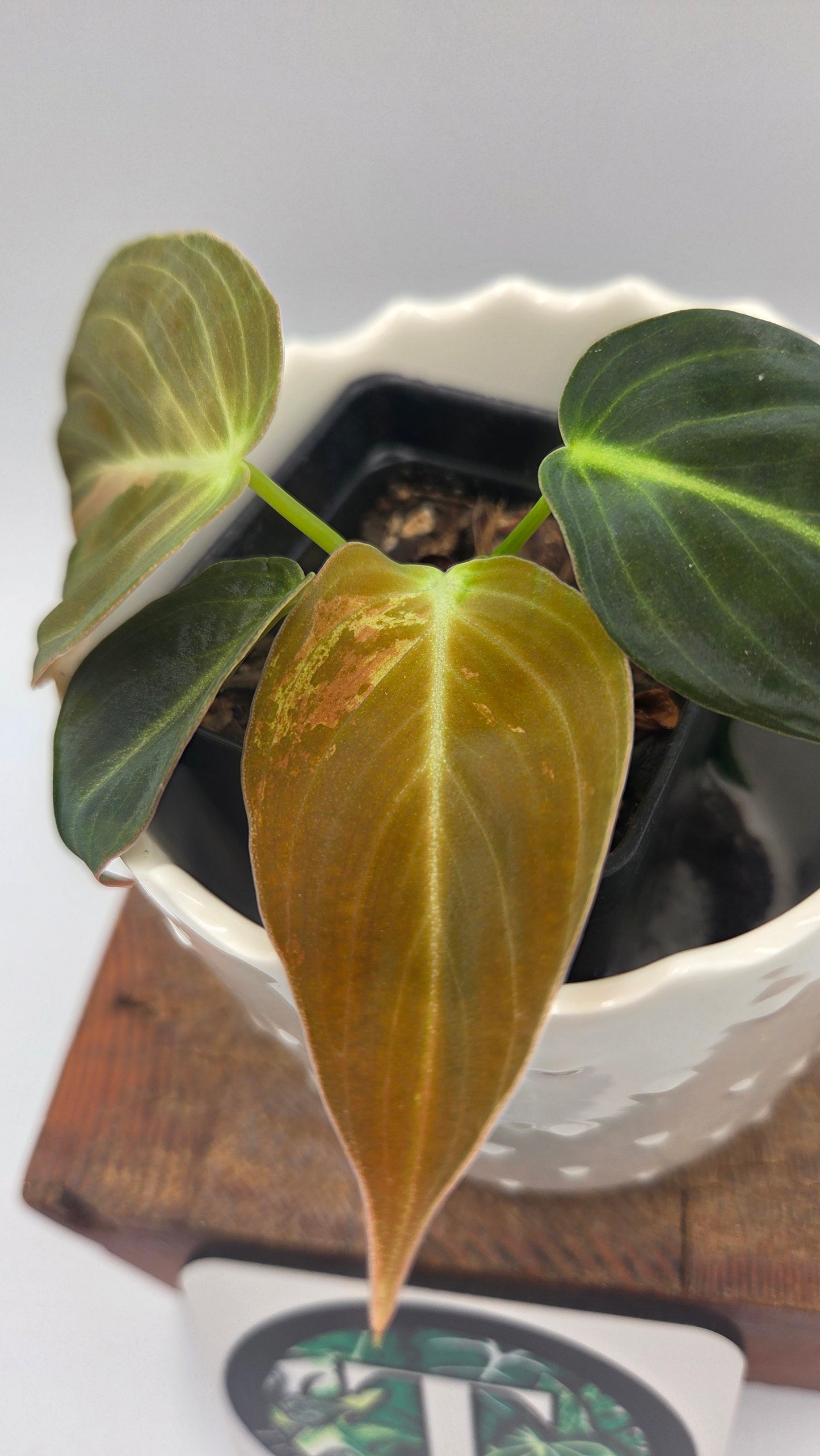 Philodendron Melanochrysum Variegata (PHI-1067)