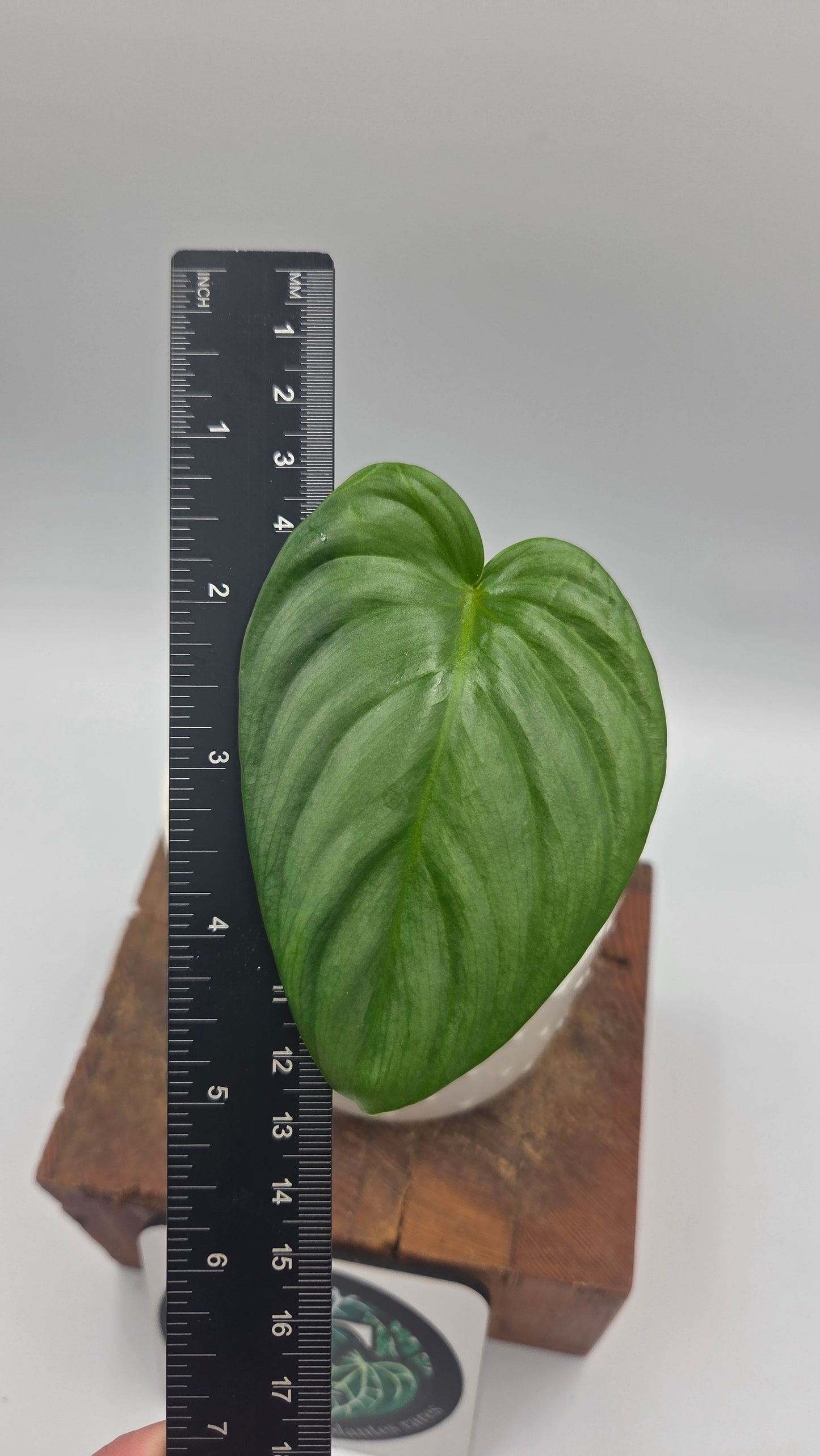 Philodendron Pastazanum Platinum (PHI-827)