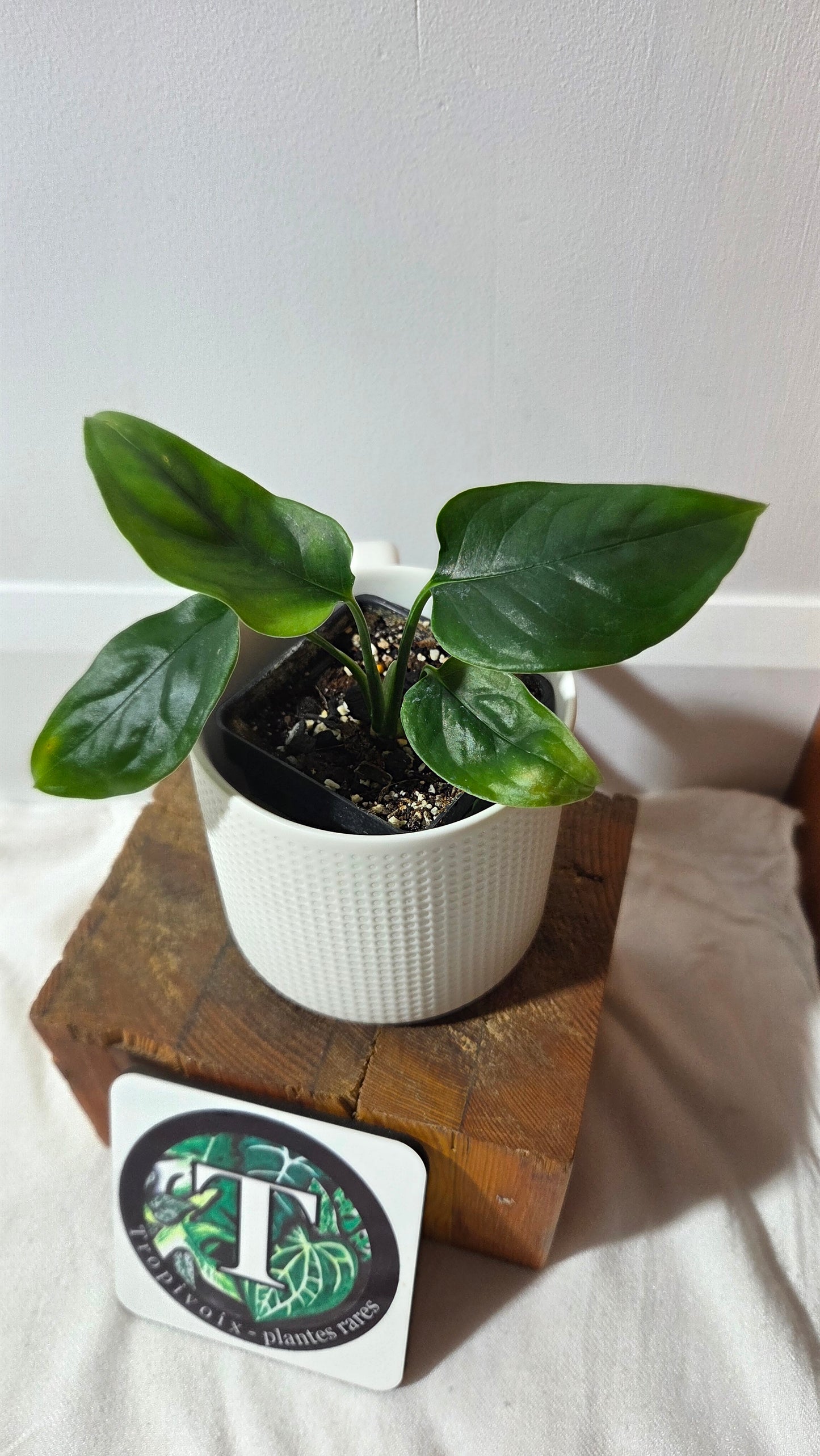 Monstera Obliqua Aff Amazonica (MON-306)