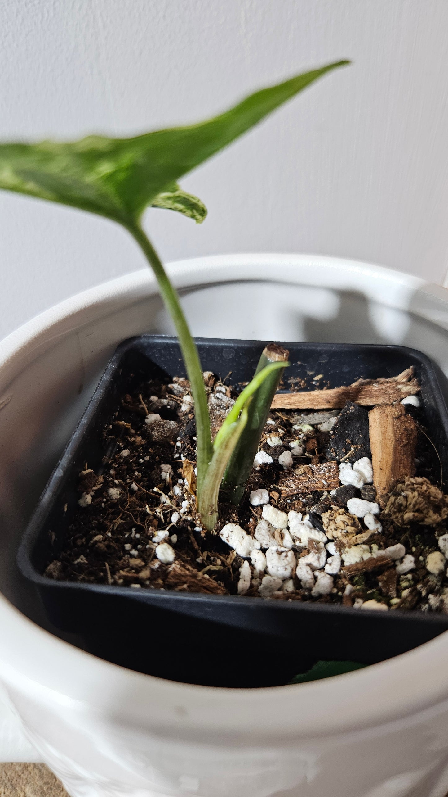 Syngonium Mojito (SYN-463)