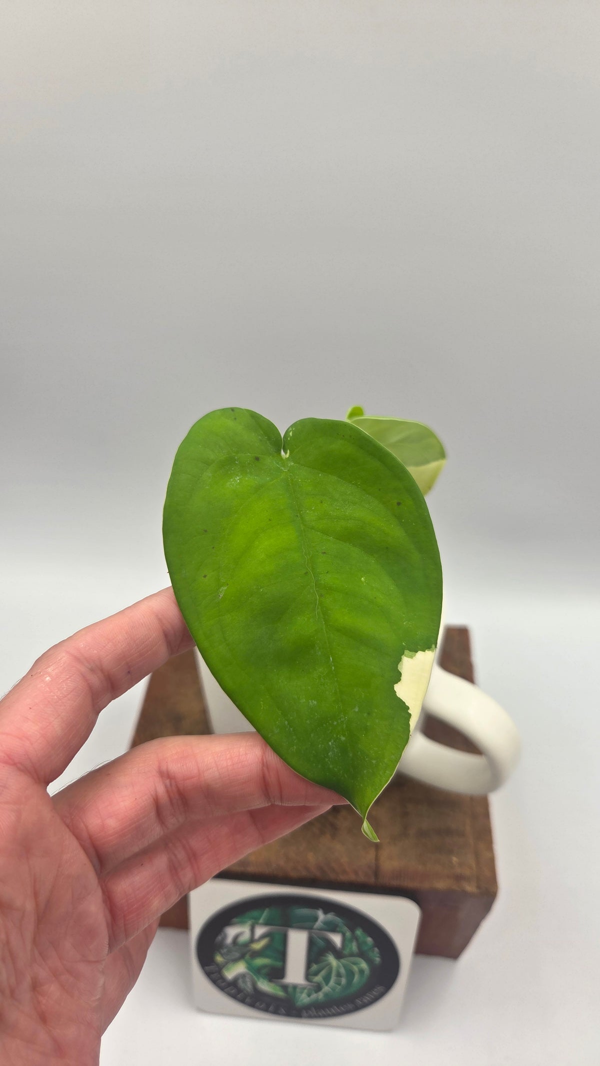 Syngonium Chiapense Albo (SYN-424)