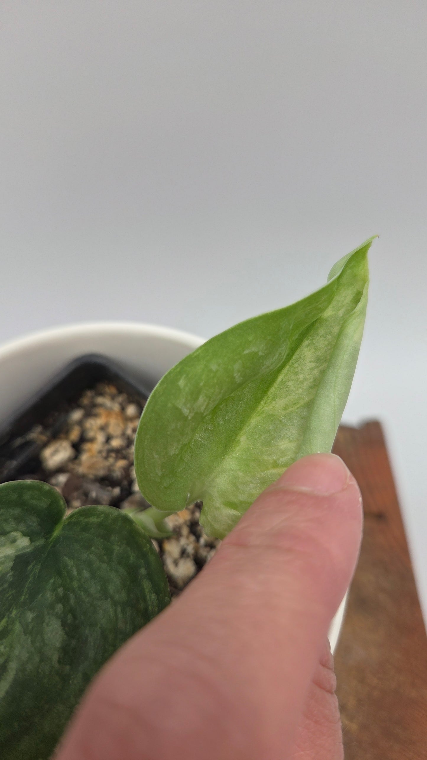 Scindapsus Black Dragon Variegata (SCI-1441)