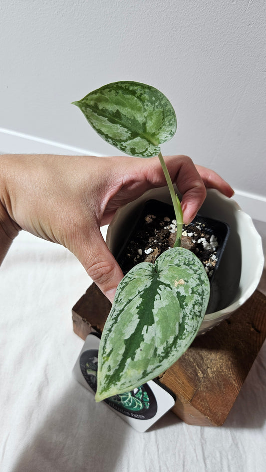 Scindapsus Tricolore silver Platinum (SCI-1321)