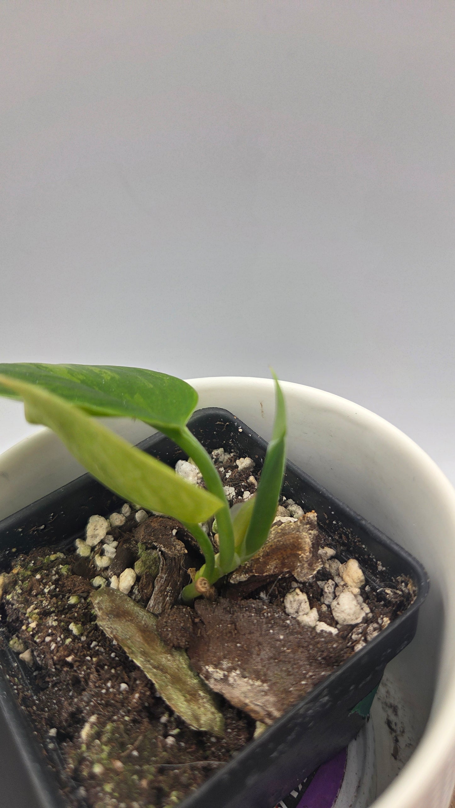 Scindapsus Rubicon (SCI-724)